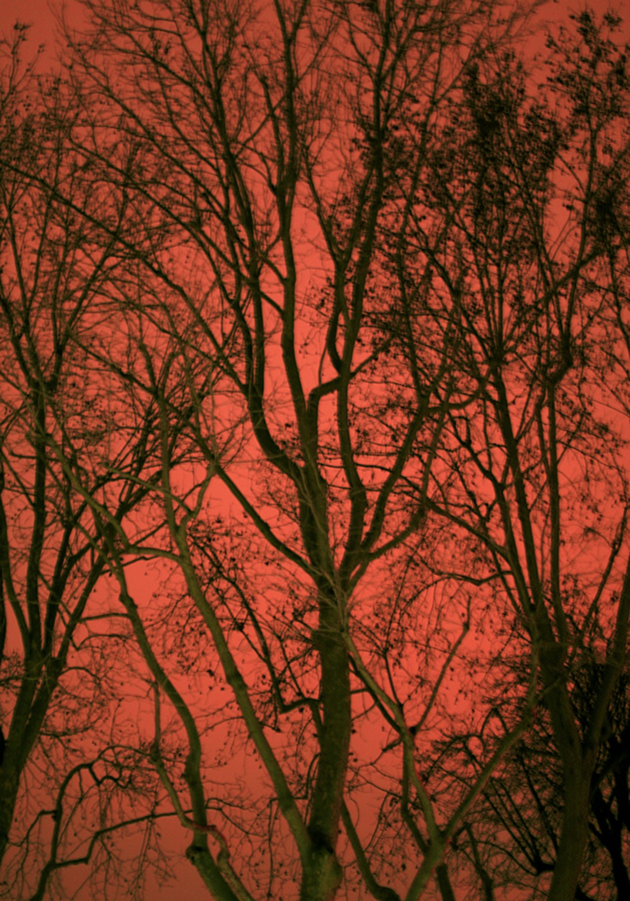 Salvatore Arnone, Untitled.21. From the paranoia series Salvatore Arnone, Untitled.21. From the paranoia series