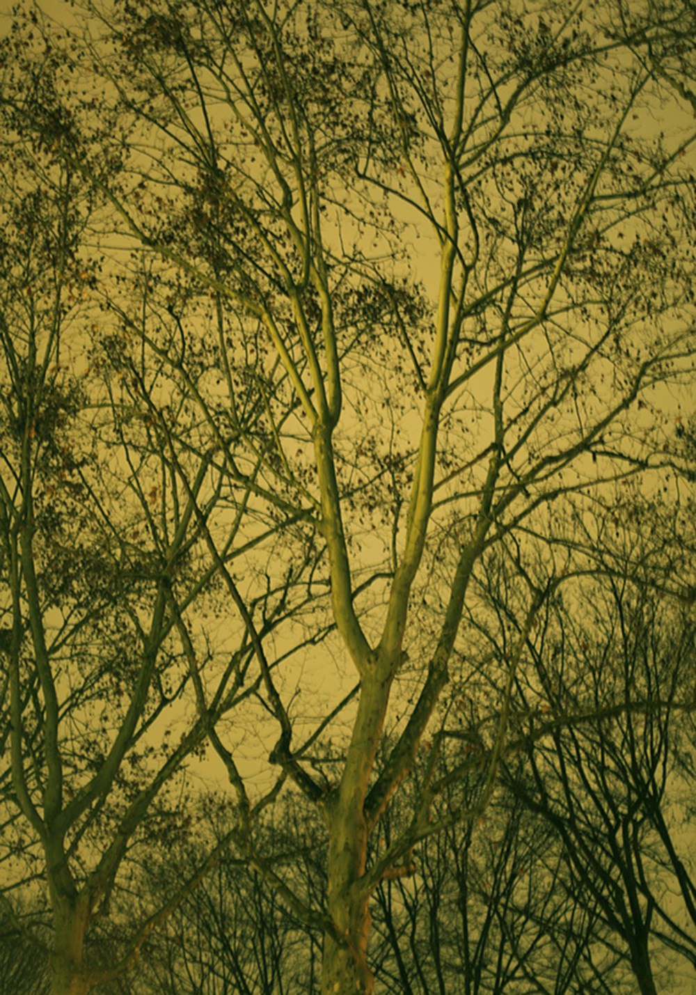 Salvatore Arnone, Untitled.20, From the Paranoia series Salvatore Arnone, Untitled.20, From the Paranoia series