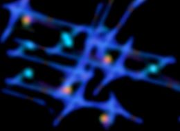 Networkblue Edition, Thomas Marecki
