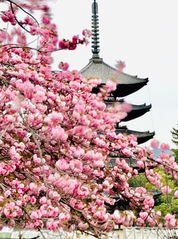Hanami Poetry N.1 - Essence of Nature Series, Anna Levesh