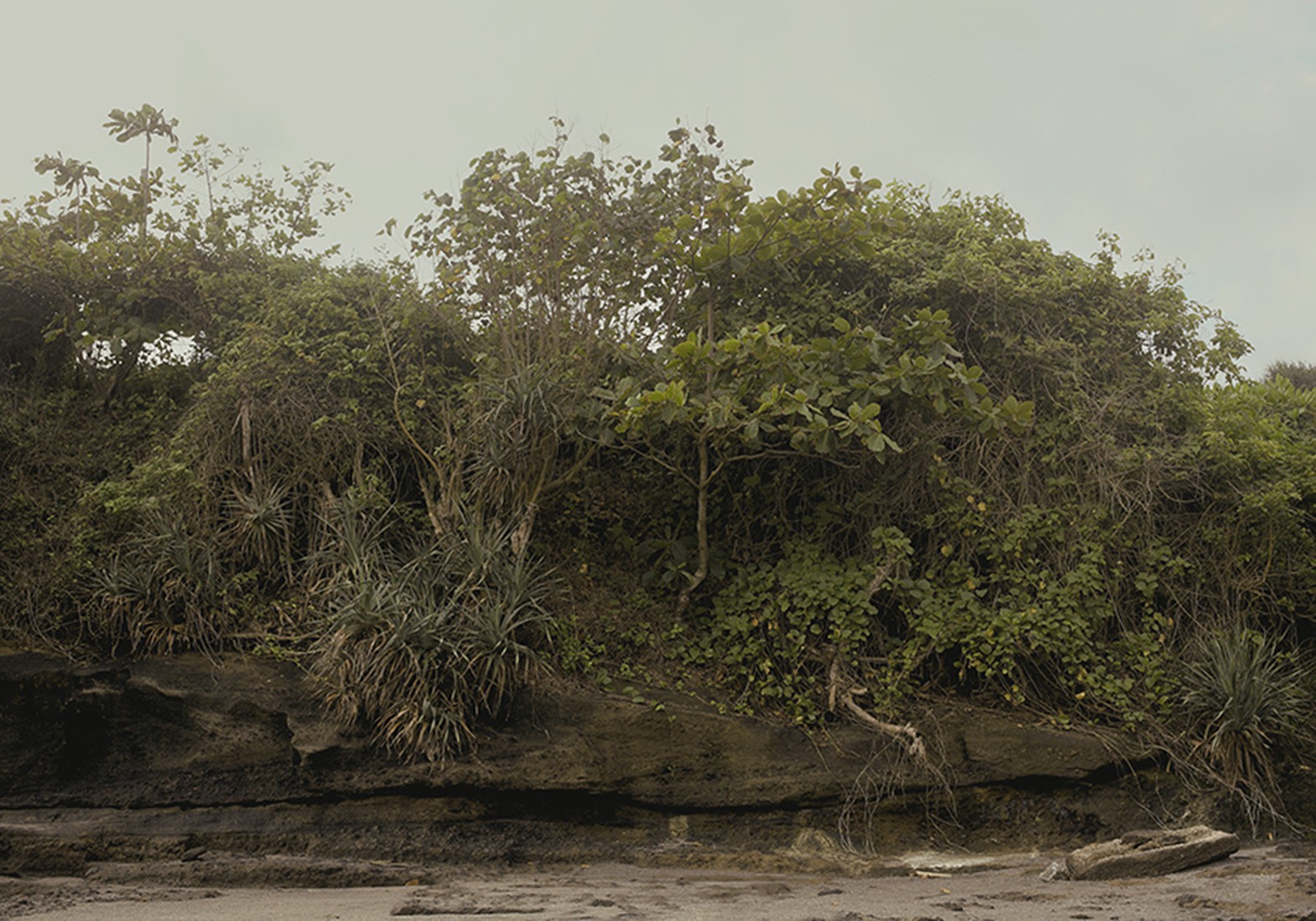 Salvatore Arnone, Forest, From Paranoia series Salvatore Arnone, Forest, From Paranoia series