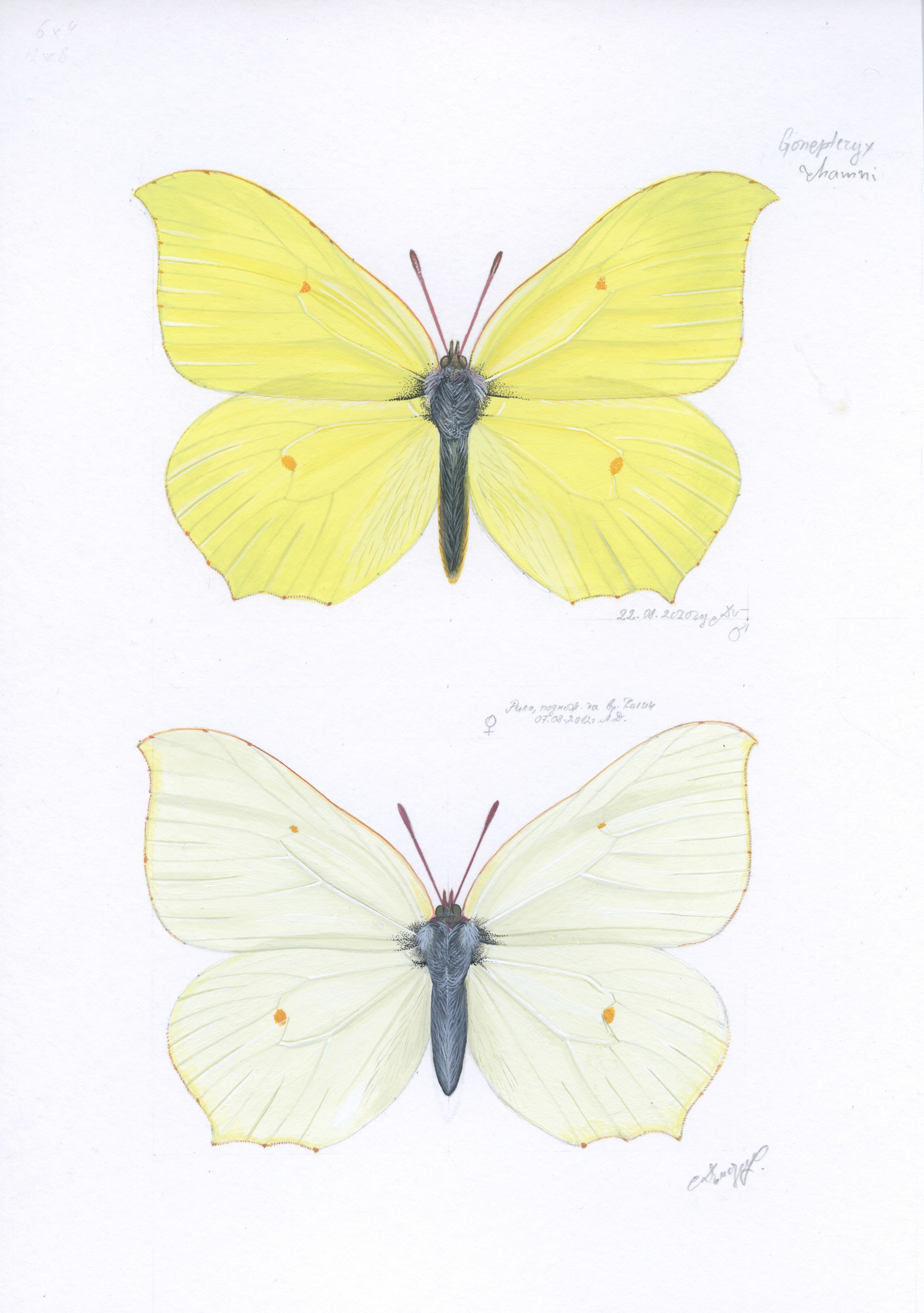Lyuben Domozetski, Gonepteryx rhamni Lyuben Domozetski, Gonepteryx rhamni