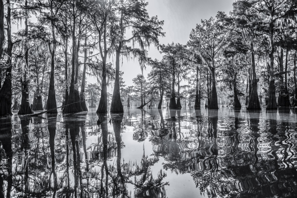 James Sparshatt, Serenity on the bayou James Sparshatt, Serenity on the bayou