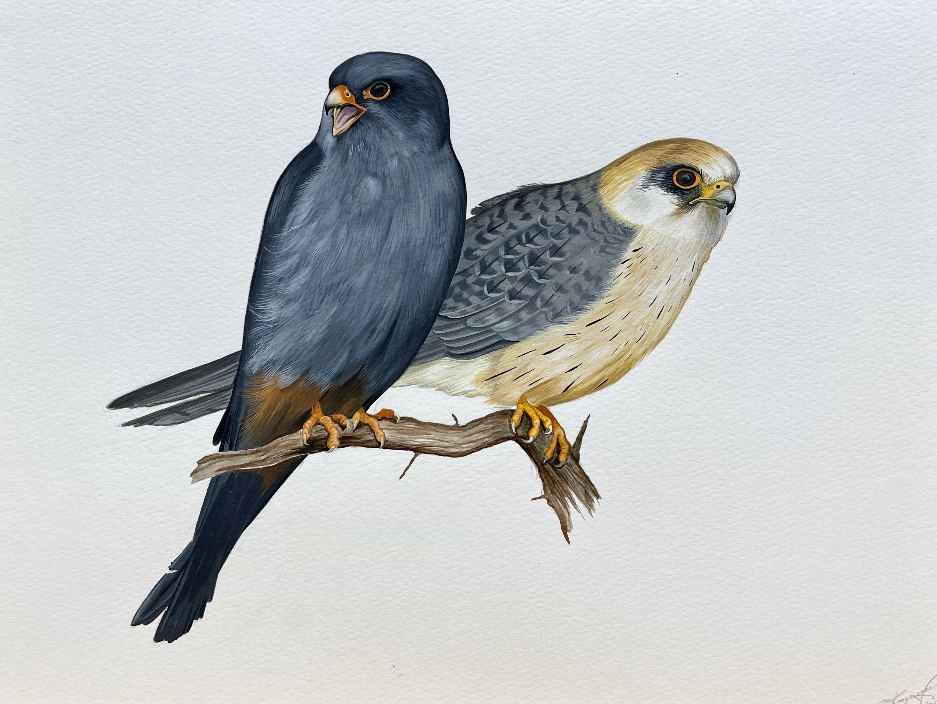 Lyuben Domozetski, Red-footed Falcon Lyuben Domozetski, Red-footed Falcon
