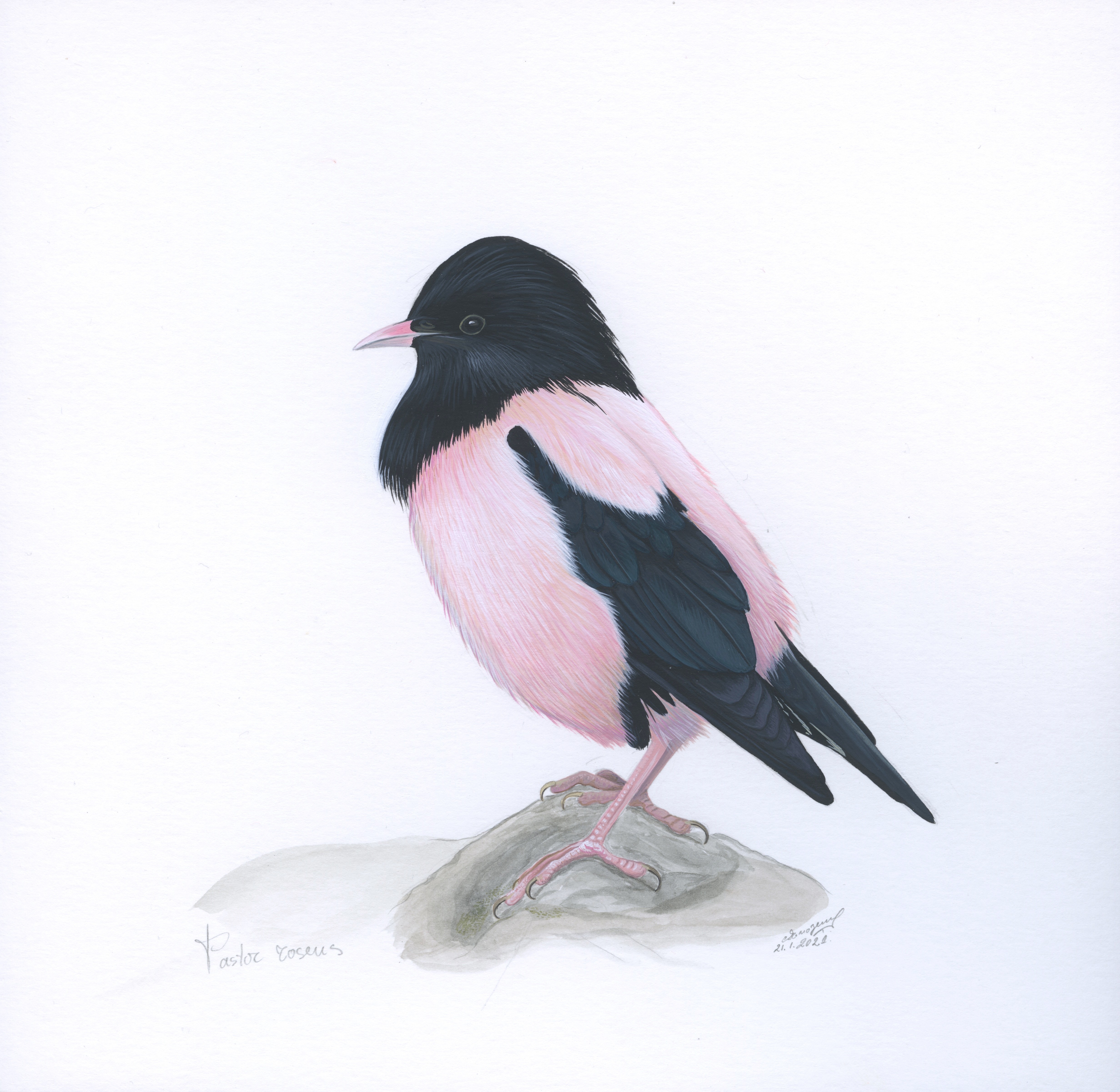Lyuben Domozetski, Rosy Starling I Lyuben Domozetski, Rosy Starling I