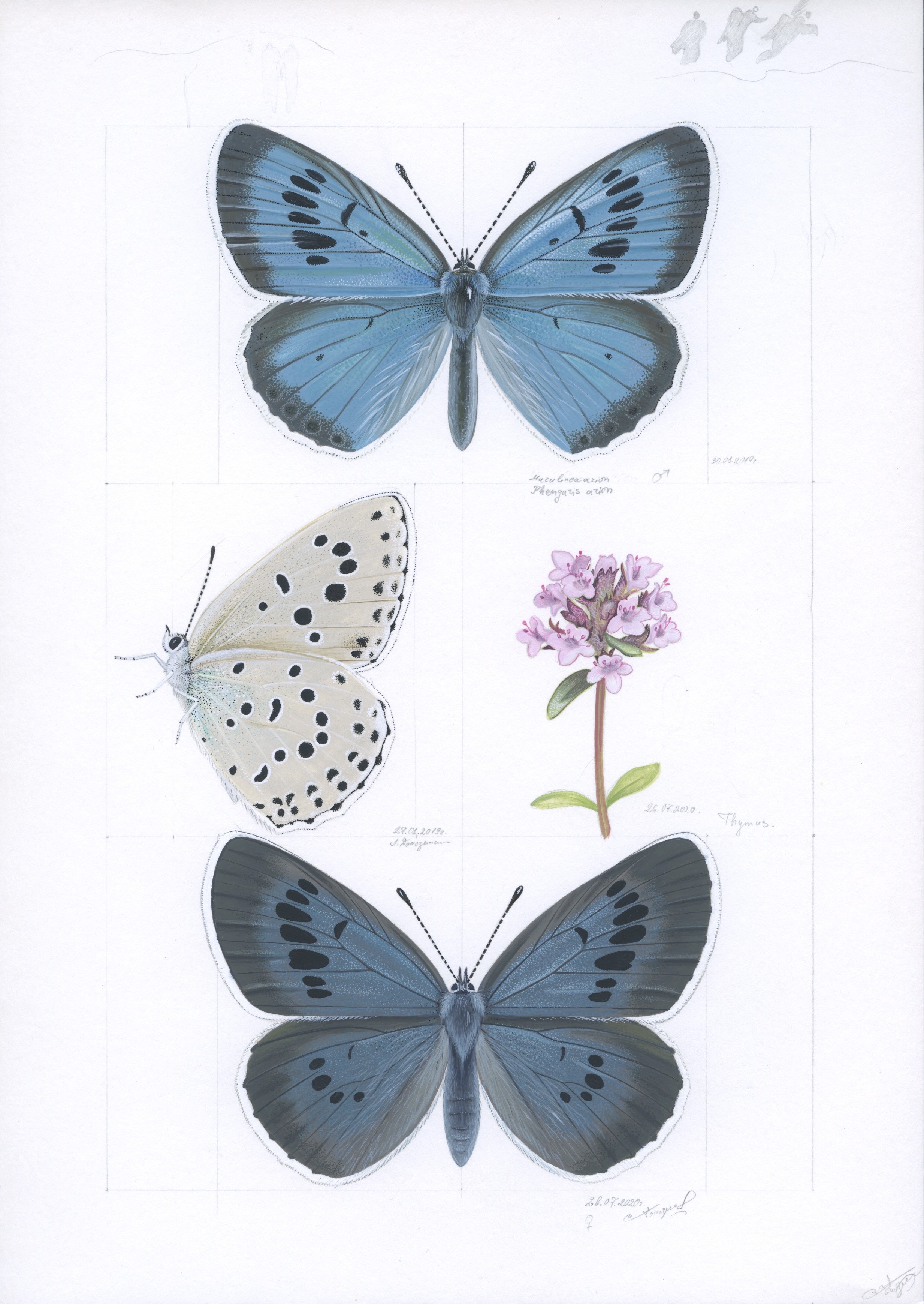 Lyuben Domozetski, Large Blue Lyuben Domozetski, Large Blue