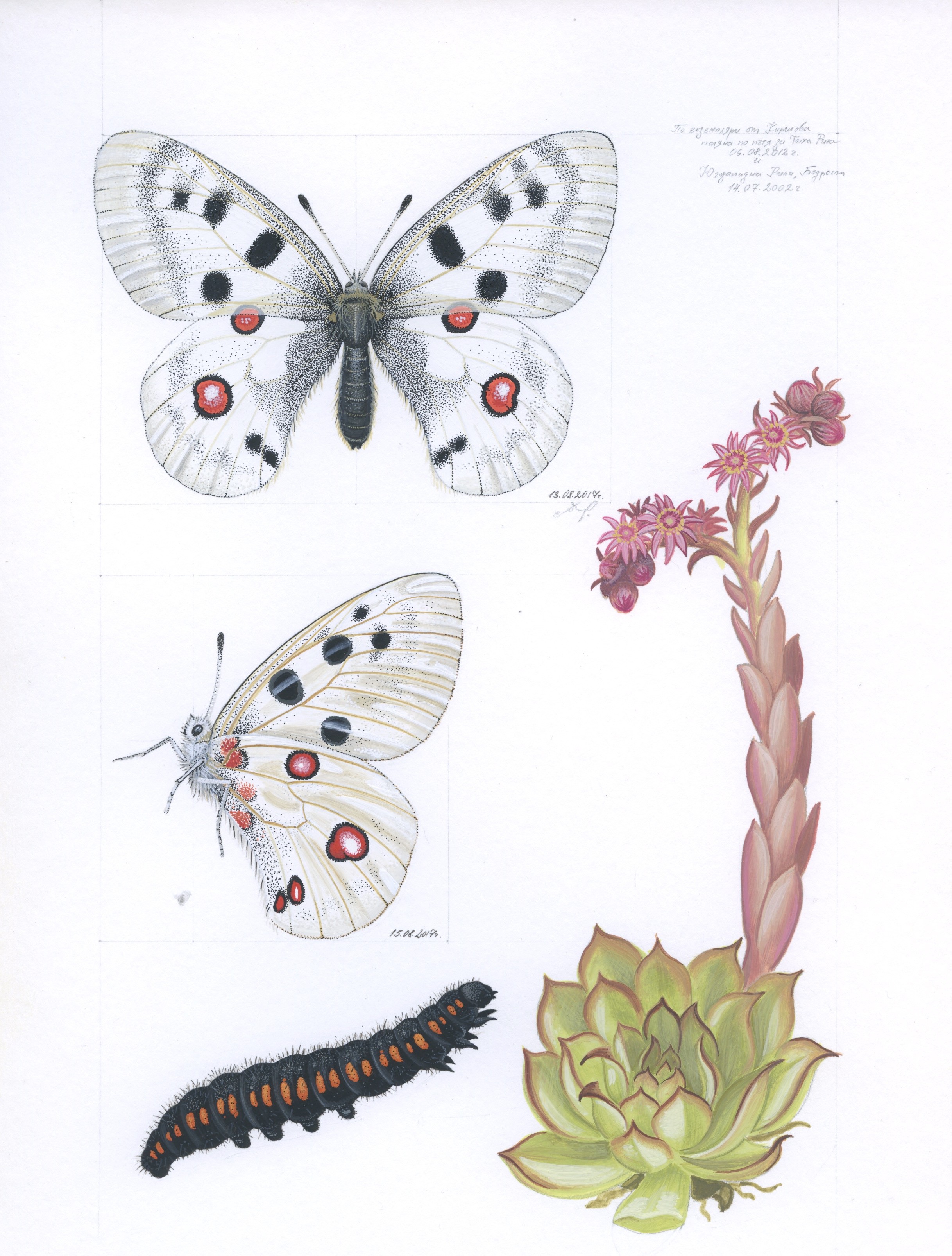 Lyuben Domozetski, Apollo Lyuben Domozetski, Apollo