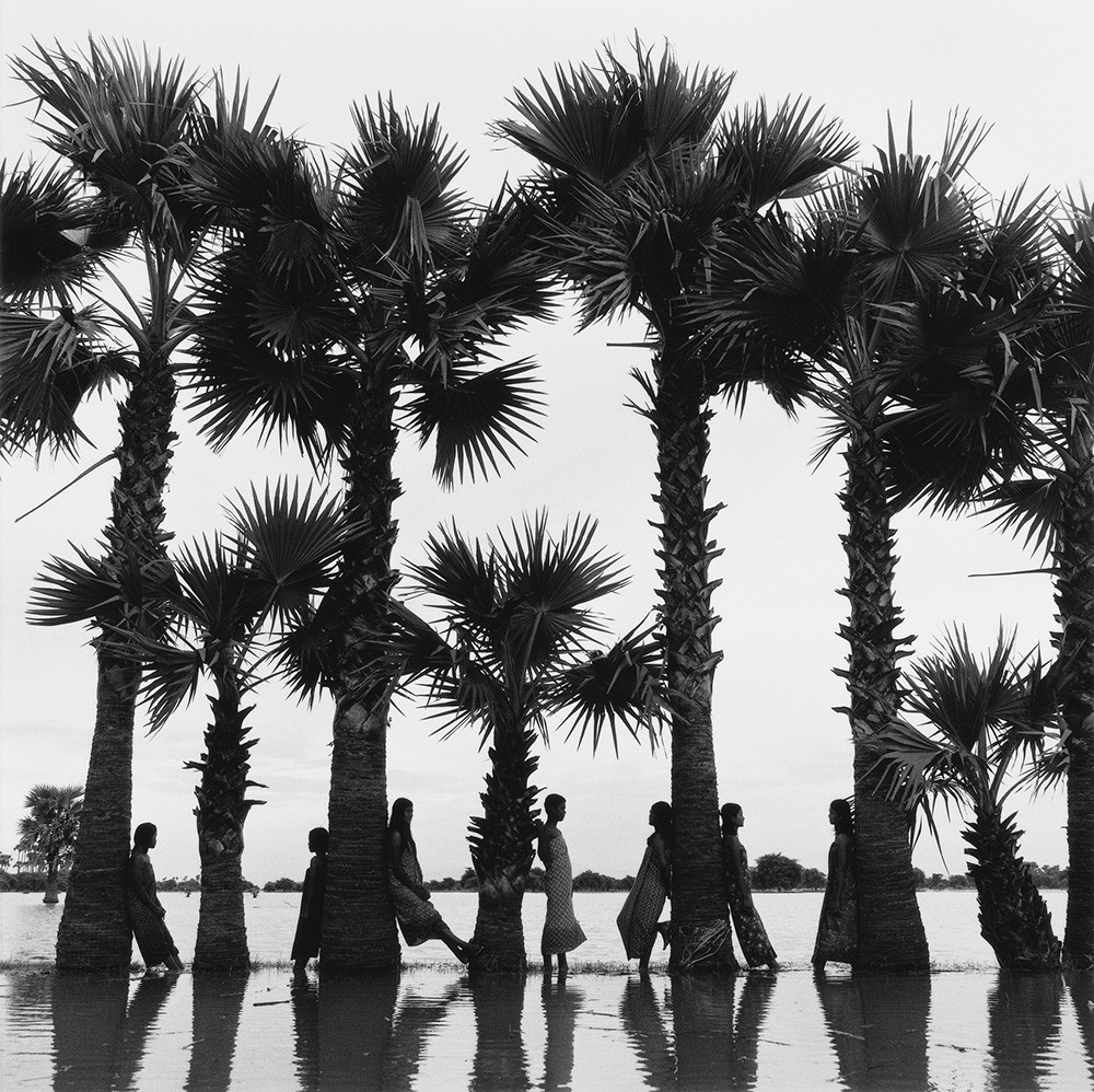 Monica Denevan, Line of palms Monica Denevan, Line of palms