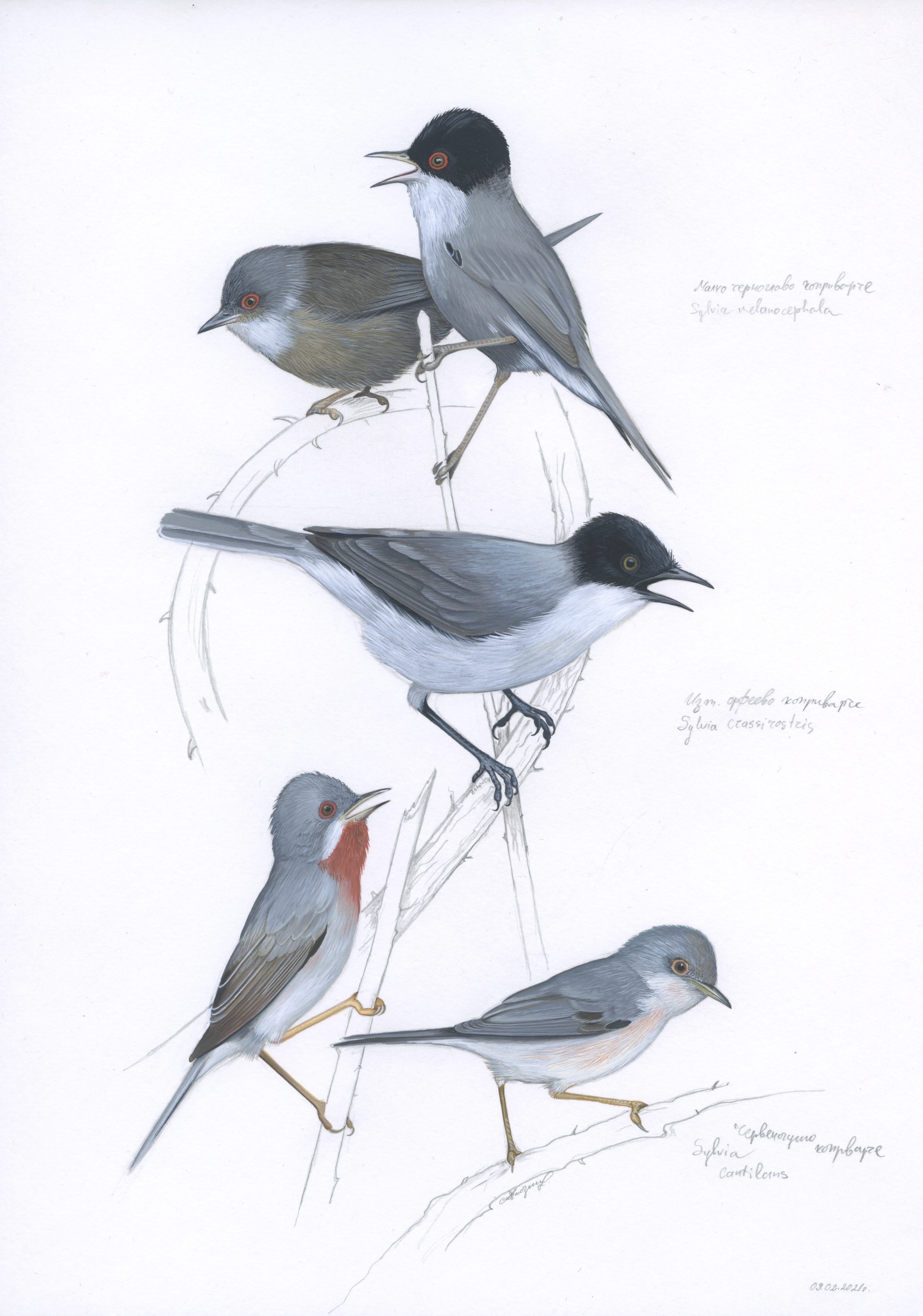 Lyuben Domozetski, Sylviidae (Sylvia melanocephala, Sylvia crassirostris, Sylvia cantillans) Lyuben Domozetski, Sylviidae (Sylvia melanocephala, Sylvia crassirostris, Sylvia cantillans)
