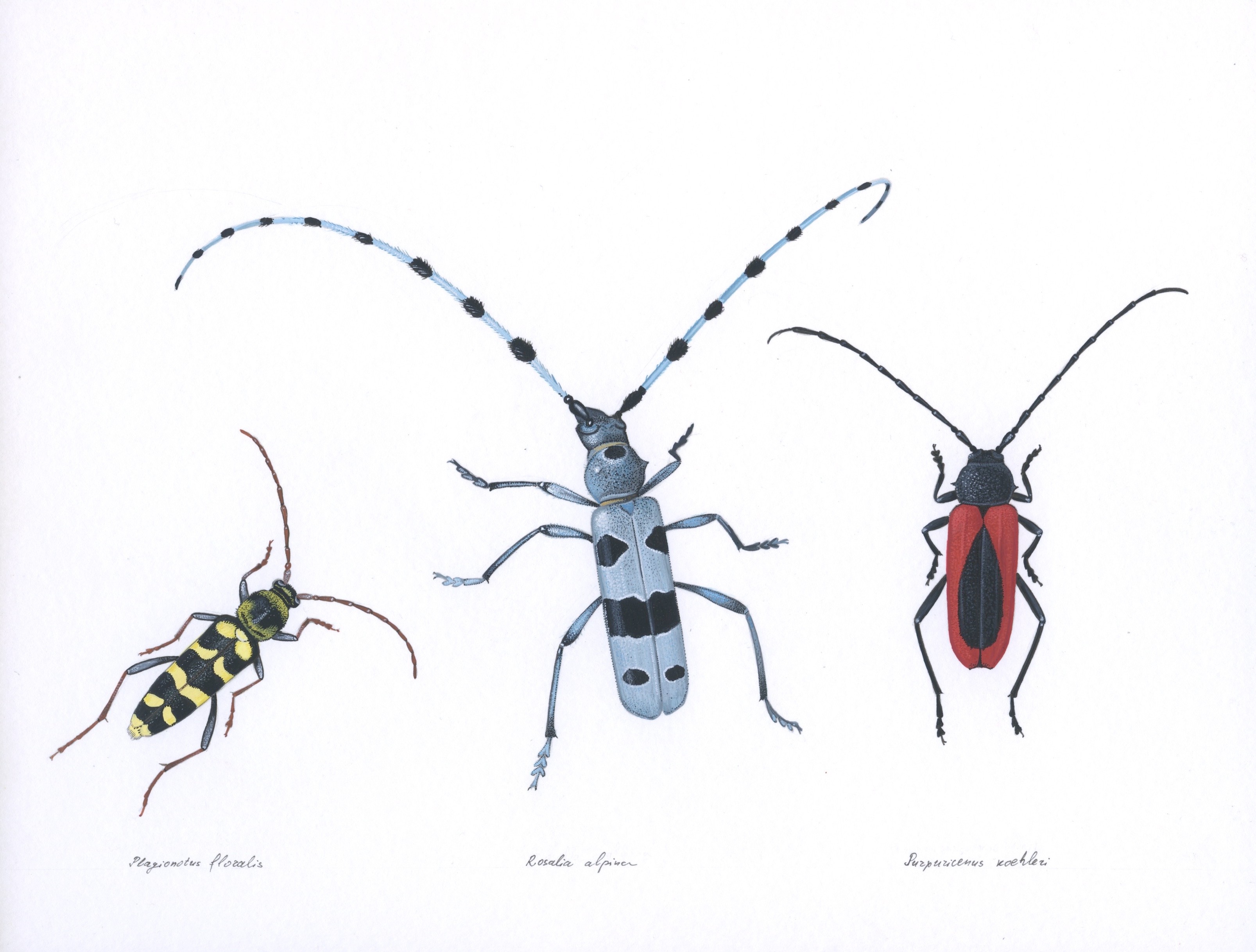 Lyuben Domozetski, Beetles (Rosalia alpina, Plagionotus floralis, Purpuricenus koehleri) Lyuben Domozetski, Beetles (Rosalia alpina, Plagionotus floralis, Purpuricenus koehleri)