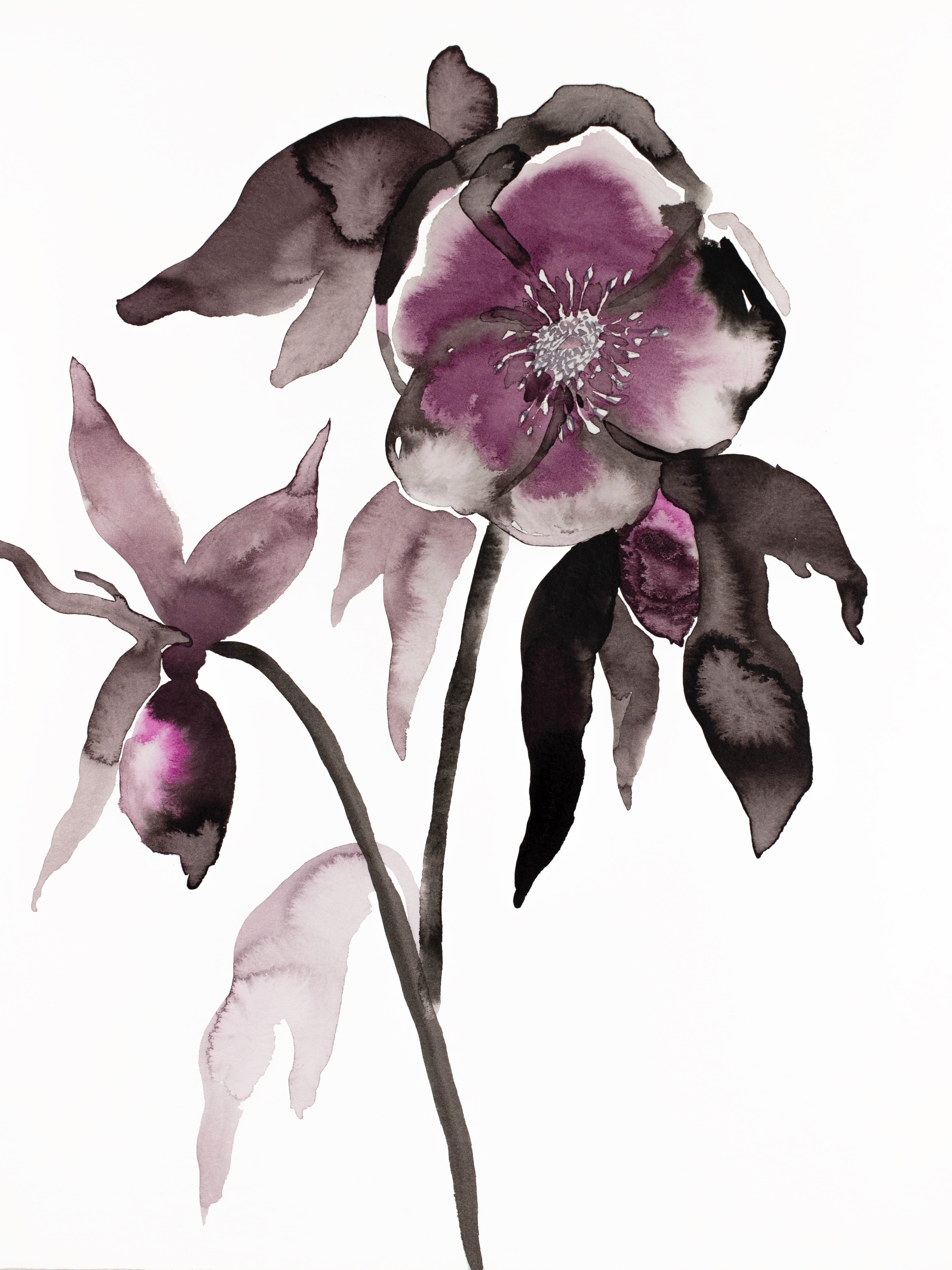 Elizabeth Becker, Hellebore No. 10 Elizabeth Becker, Hellebore No. 10