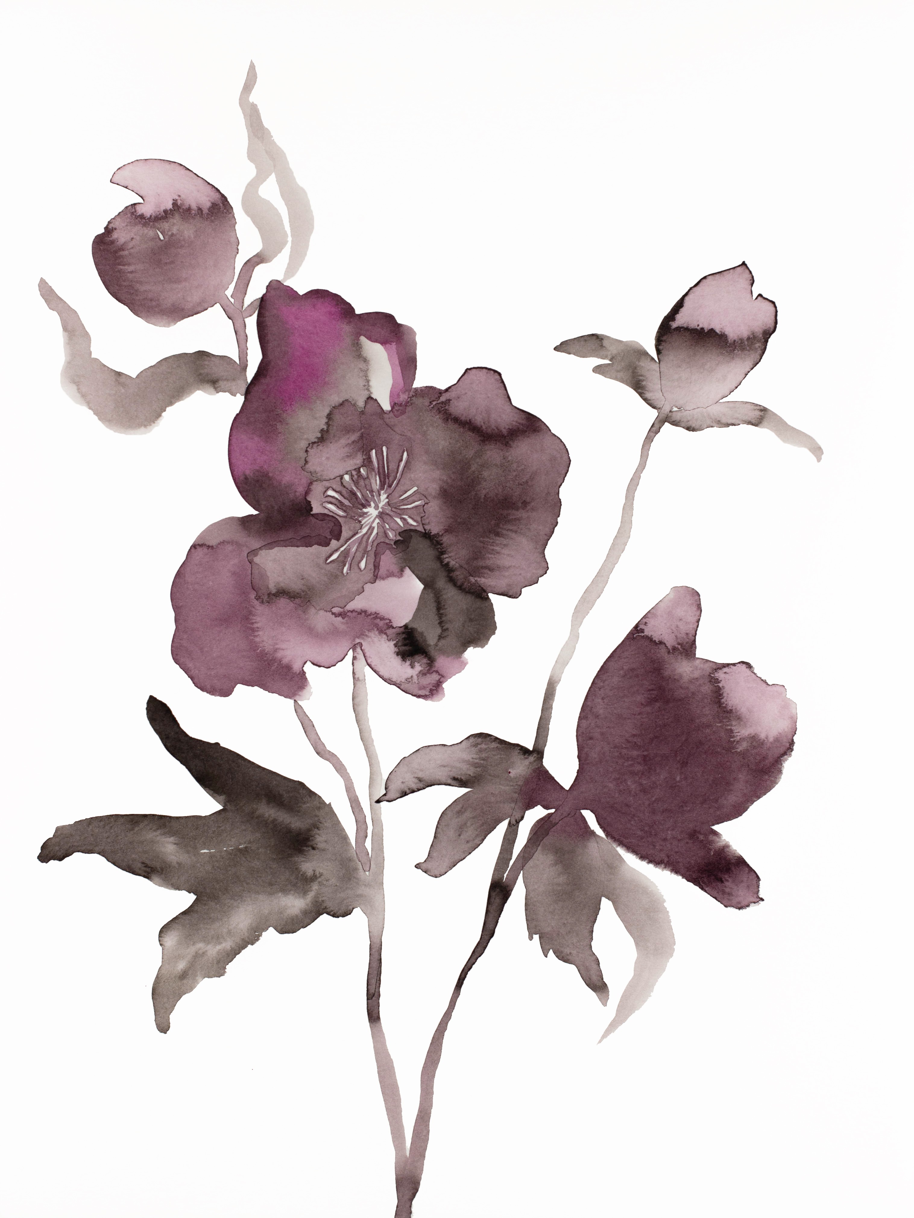 Elizabeth Becker, Hellebore No. 11 Elizabeth Becker, Hellebore No. 11