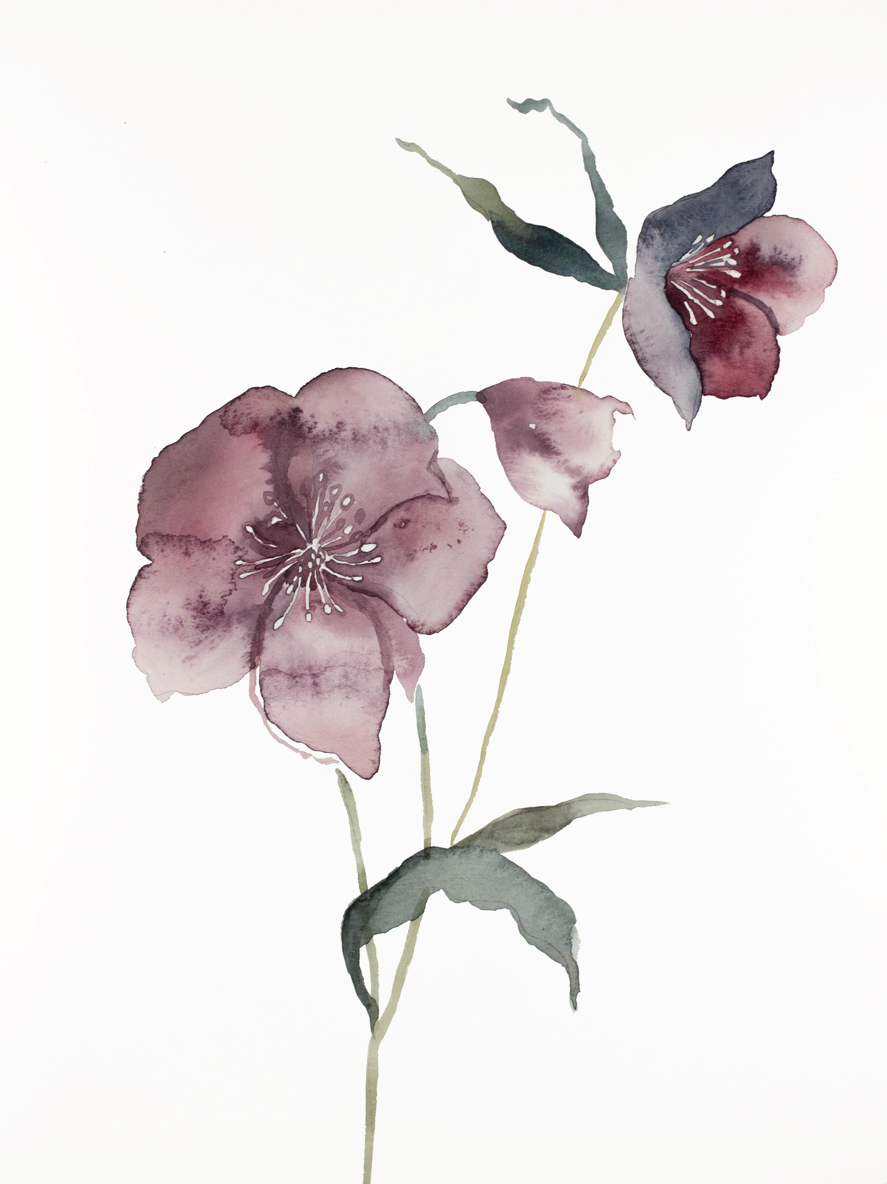 Elizabeth Becker, Hellebore No. 14 Elizabeth Becker, Hellebore No. 14