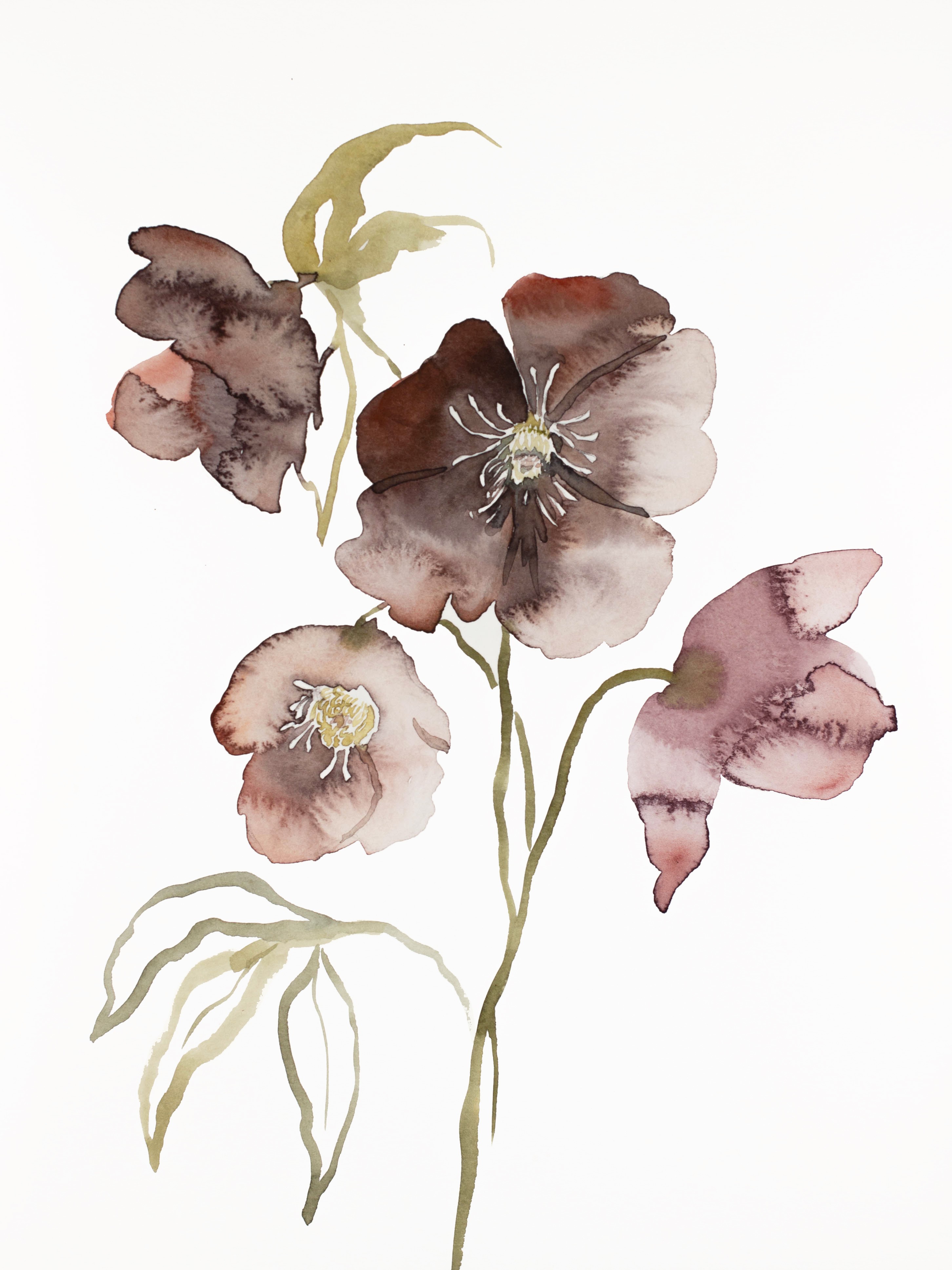 Elizabeth Becker, Hellebore No. 15 Elizabeth Becker, Hellebore No. 15