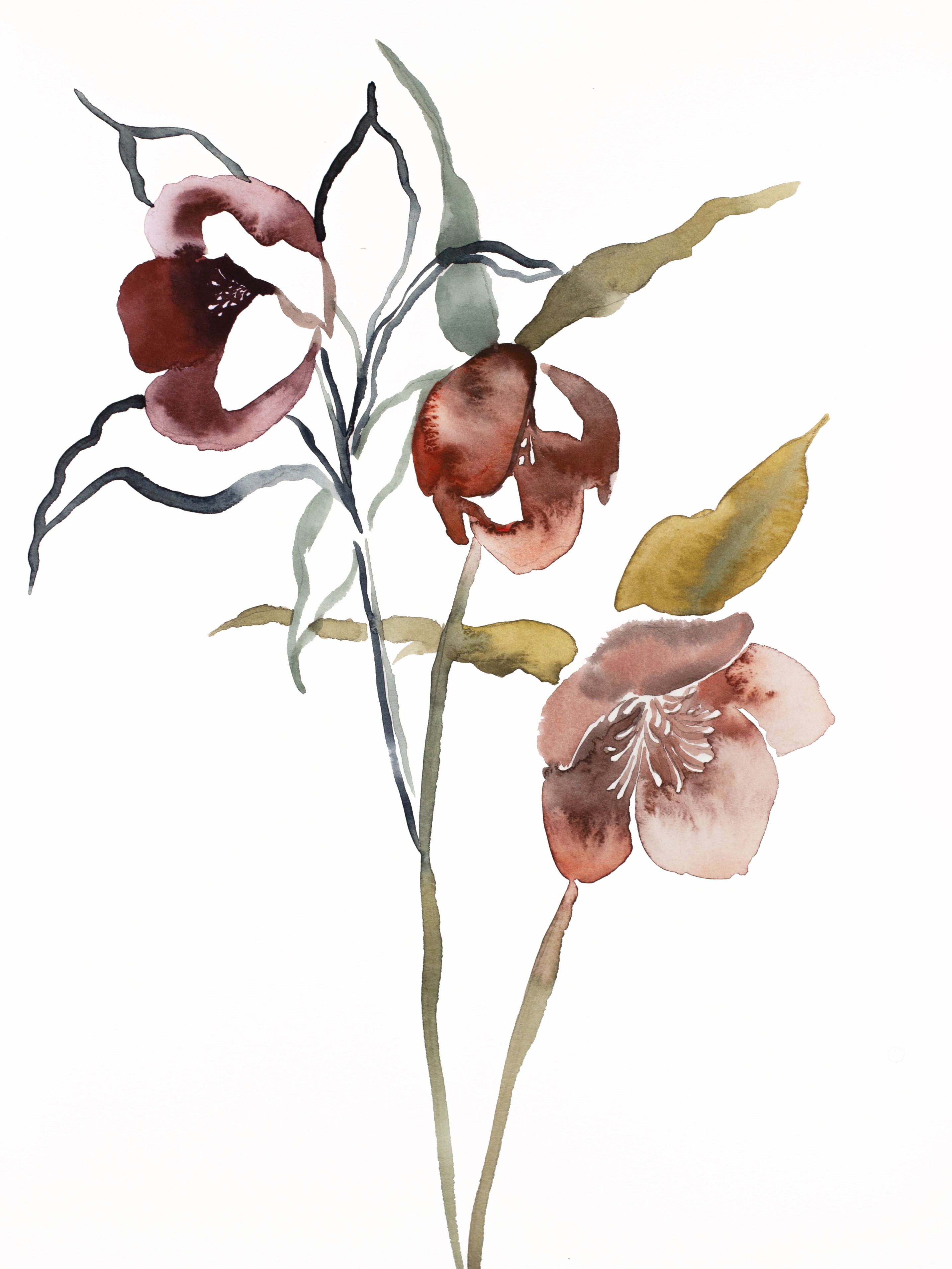 Elizabeth Becker, Hellebore No. 16 Elizabeth Becker, Hellebore No. 16