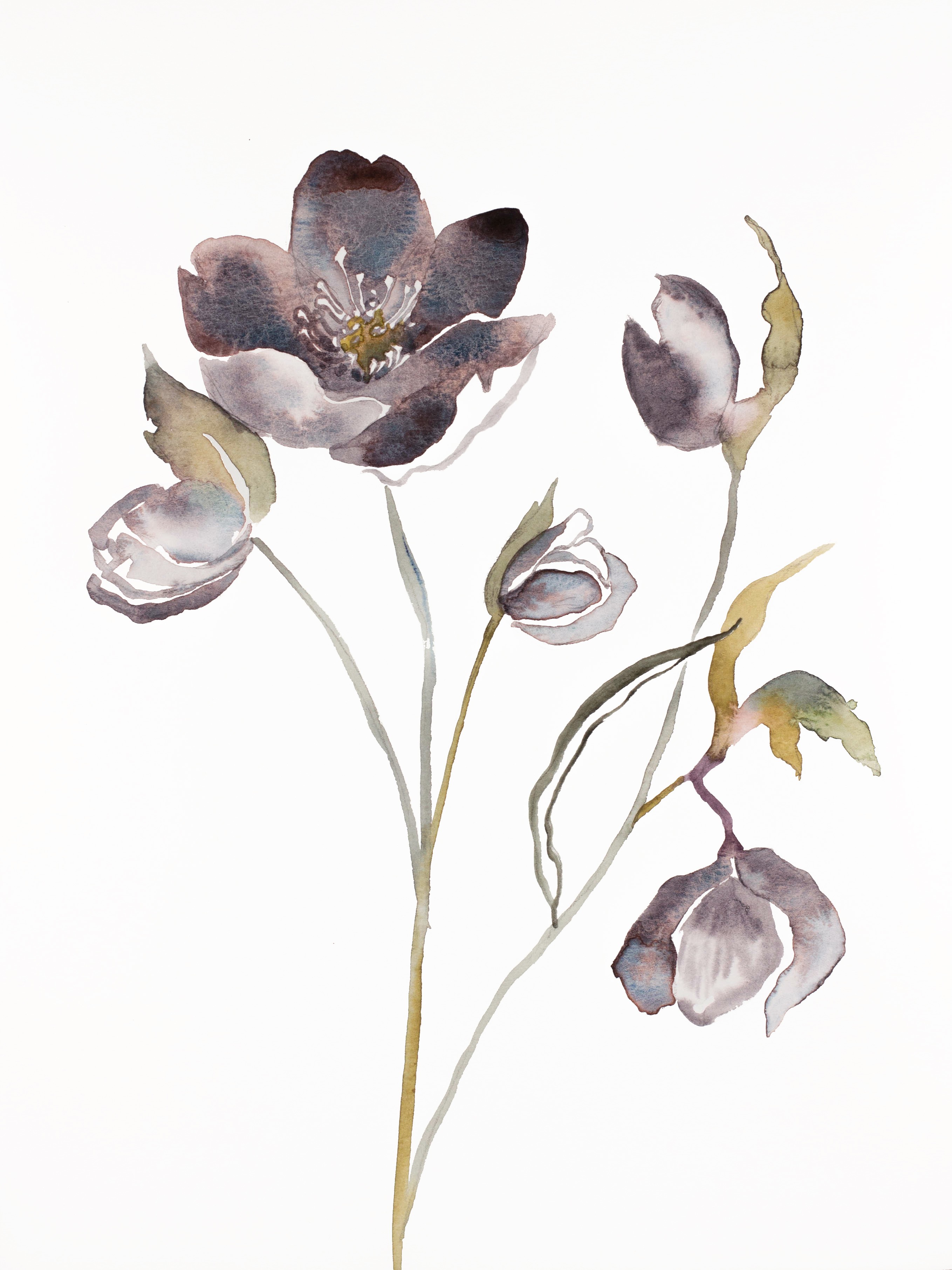 Elizabeth Becker, Hellebore No. 17 Elizabeth Becker, Hellebore No. 17