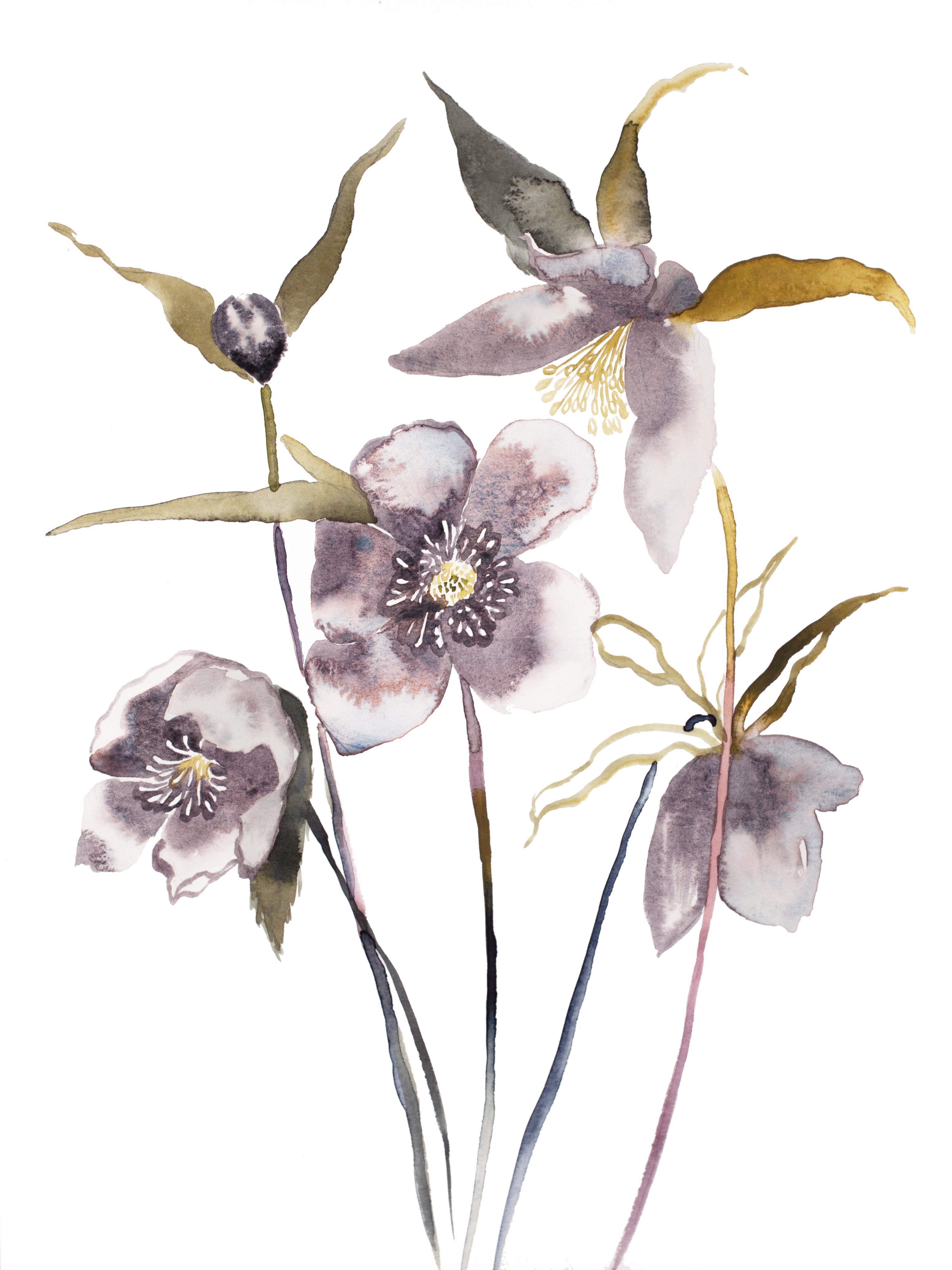 Elizabeth Becker, Hellebore No. 18 Elizabeth Becker, Hellebore No. 18