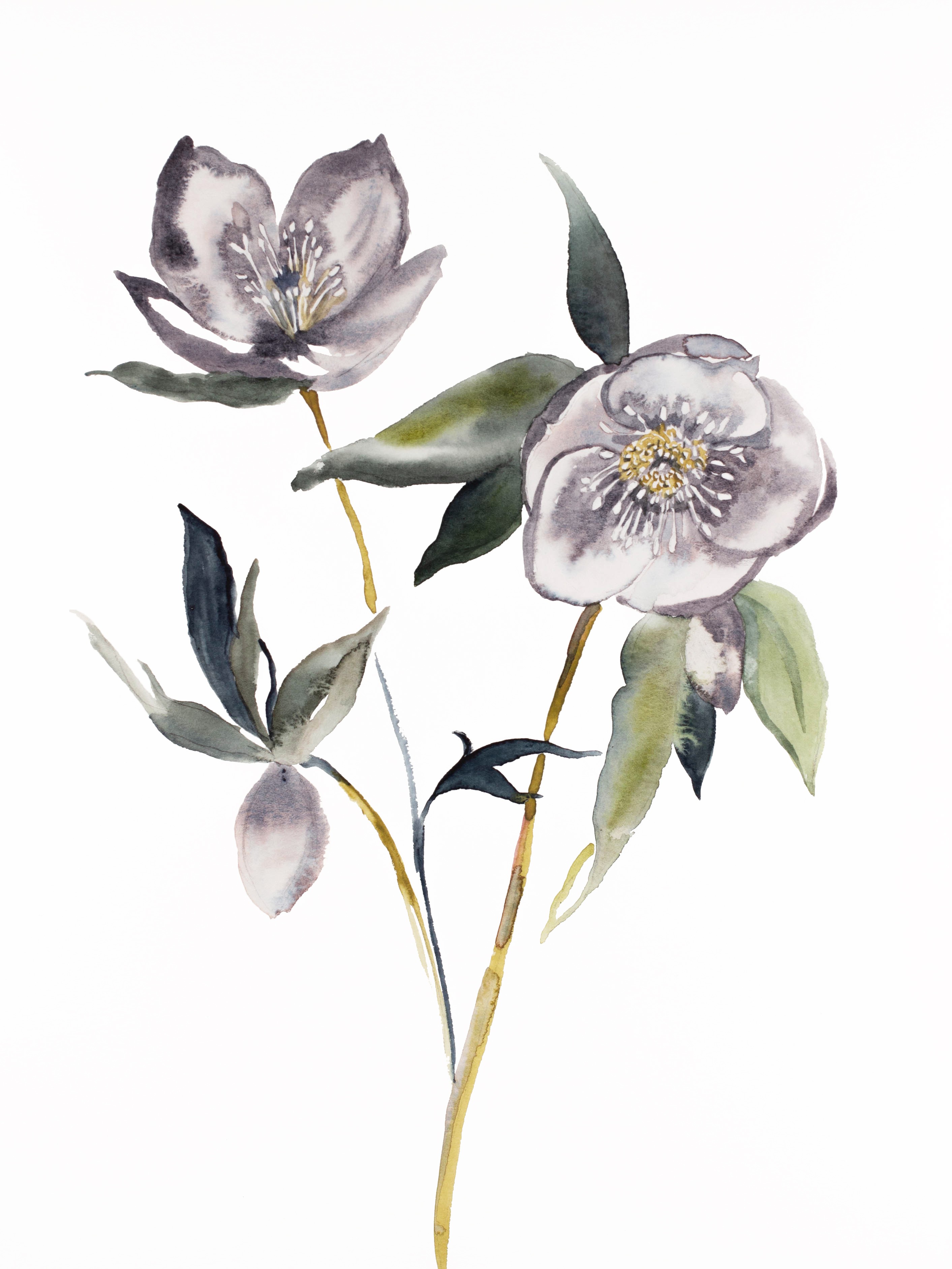 Elizabeth Becker, Hellebore No. 19 Elizabeth Becker, Hellebore No. 19