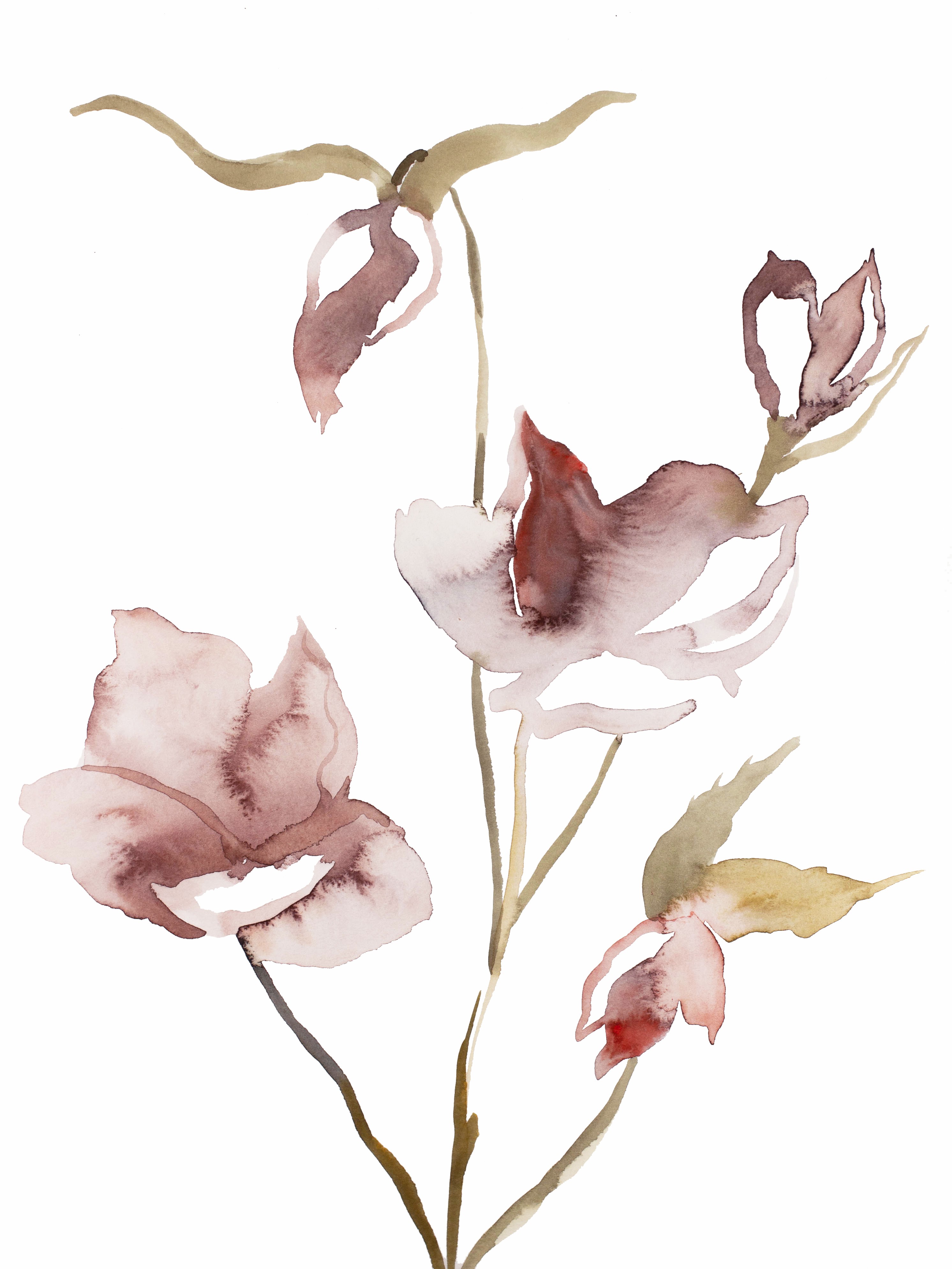 Elizabeth Becker, Hellebore No. 22 Elizabeth Becker, Hellebore No. 22