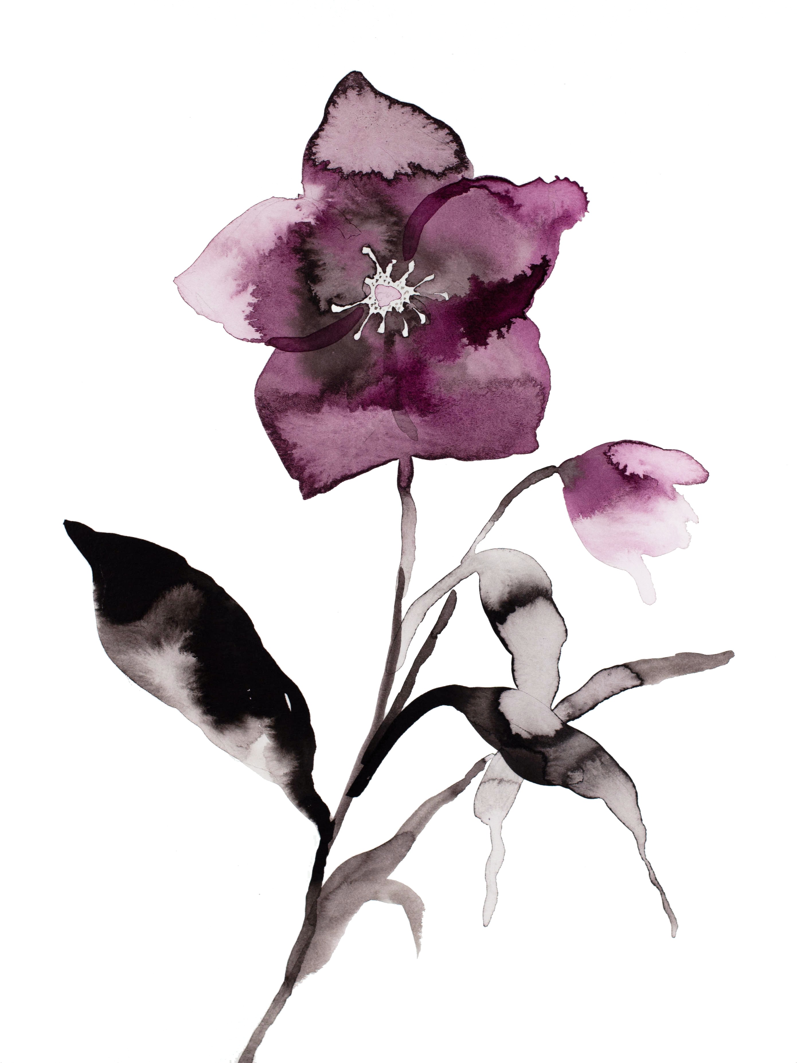 Elizabeth Becker, Hellebore No. 23 Elizabeth Becker, Hellebore No. 23