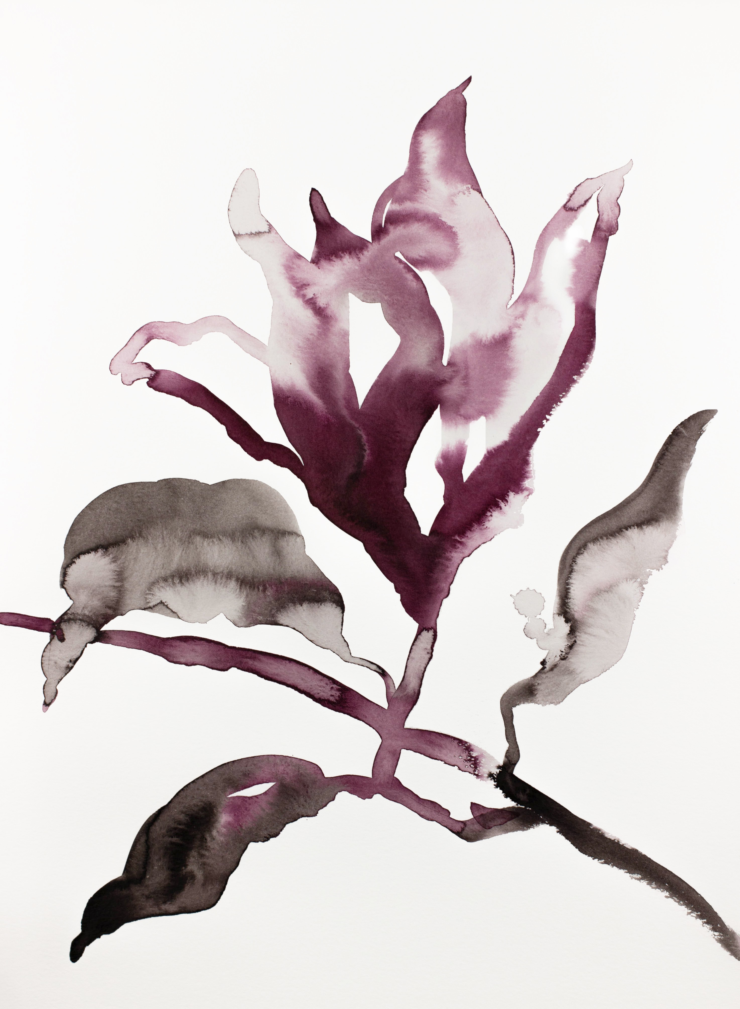 Elizabeth Becker, Magnolia No. 41 Elizabeth Becker, Magnolia No. 41