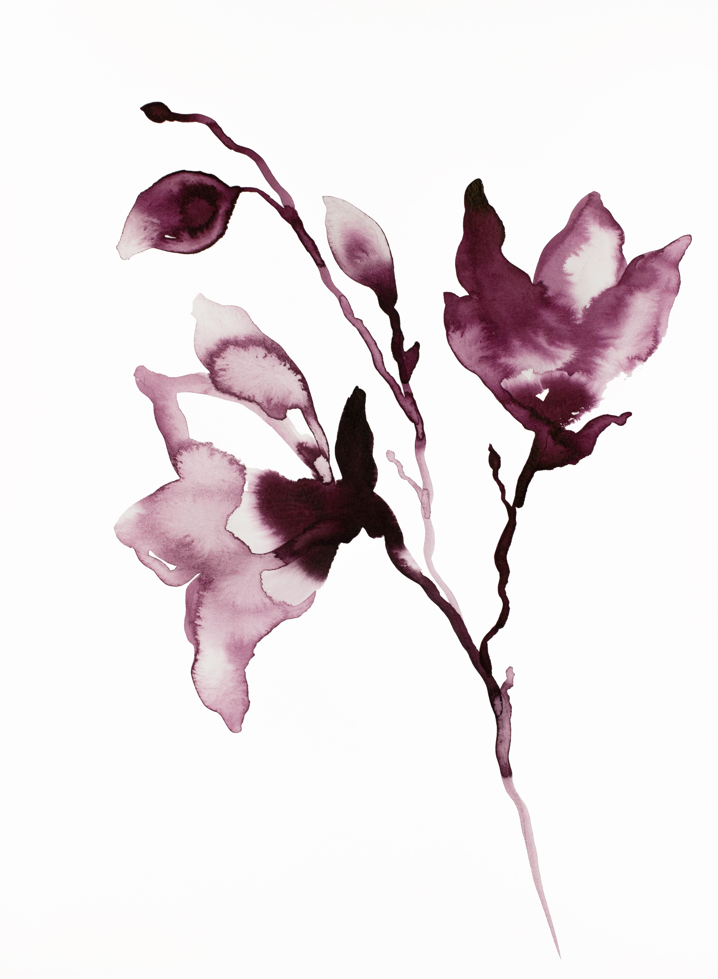 Elizabeth Becker, Magnolia No. 42 Elizabeth Becker, Magnolia No. 42