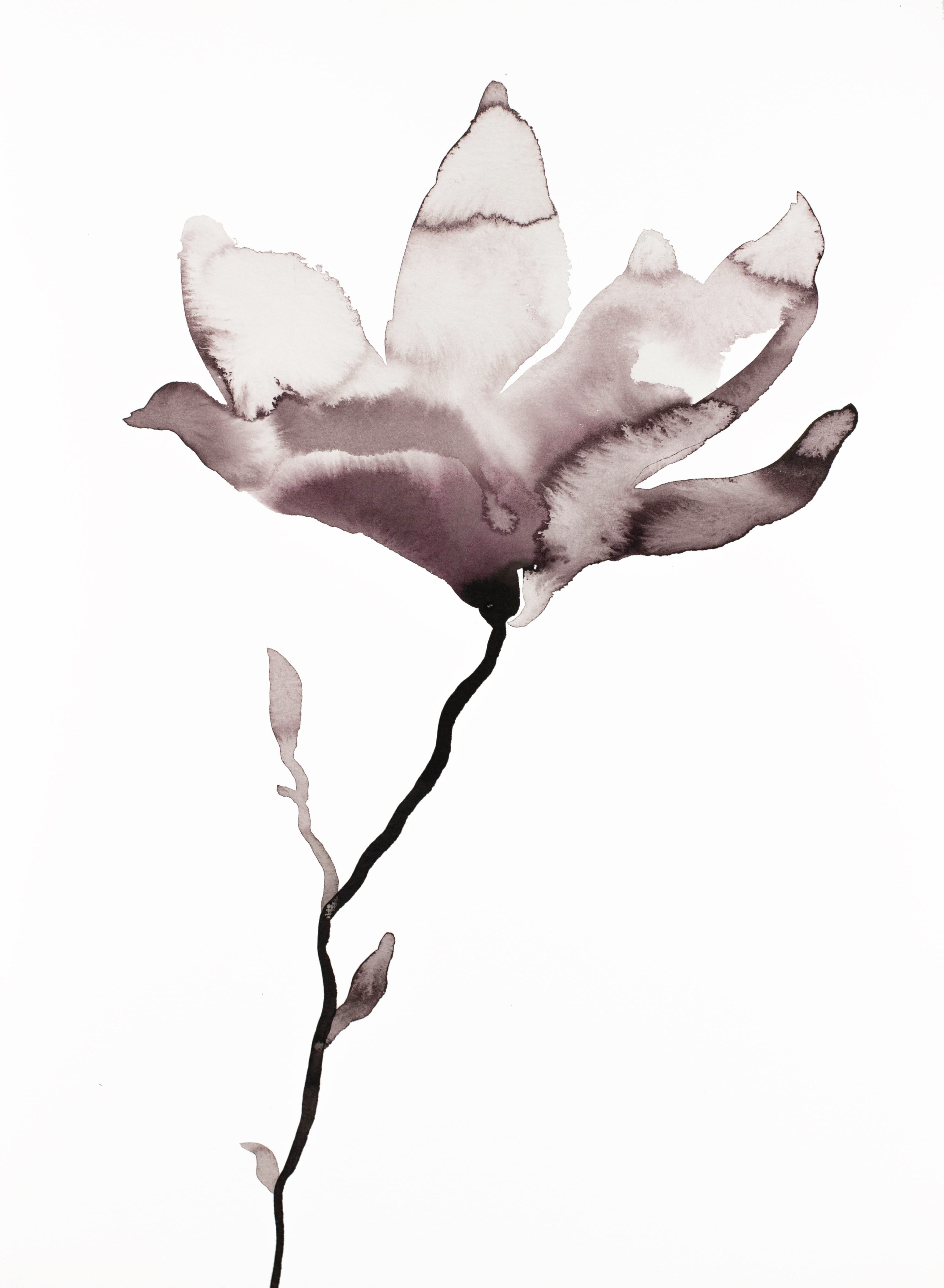 Elizabeth Becker, Magnolia No. 44 Elizabeth Becker, Magnolia No. 44
