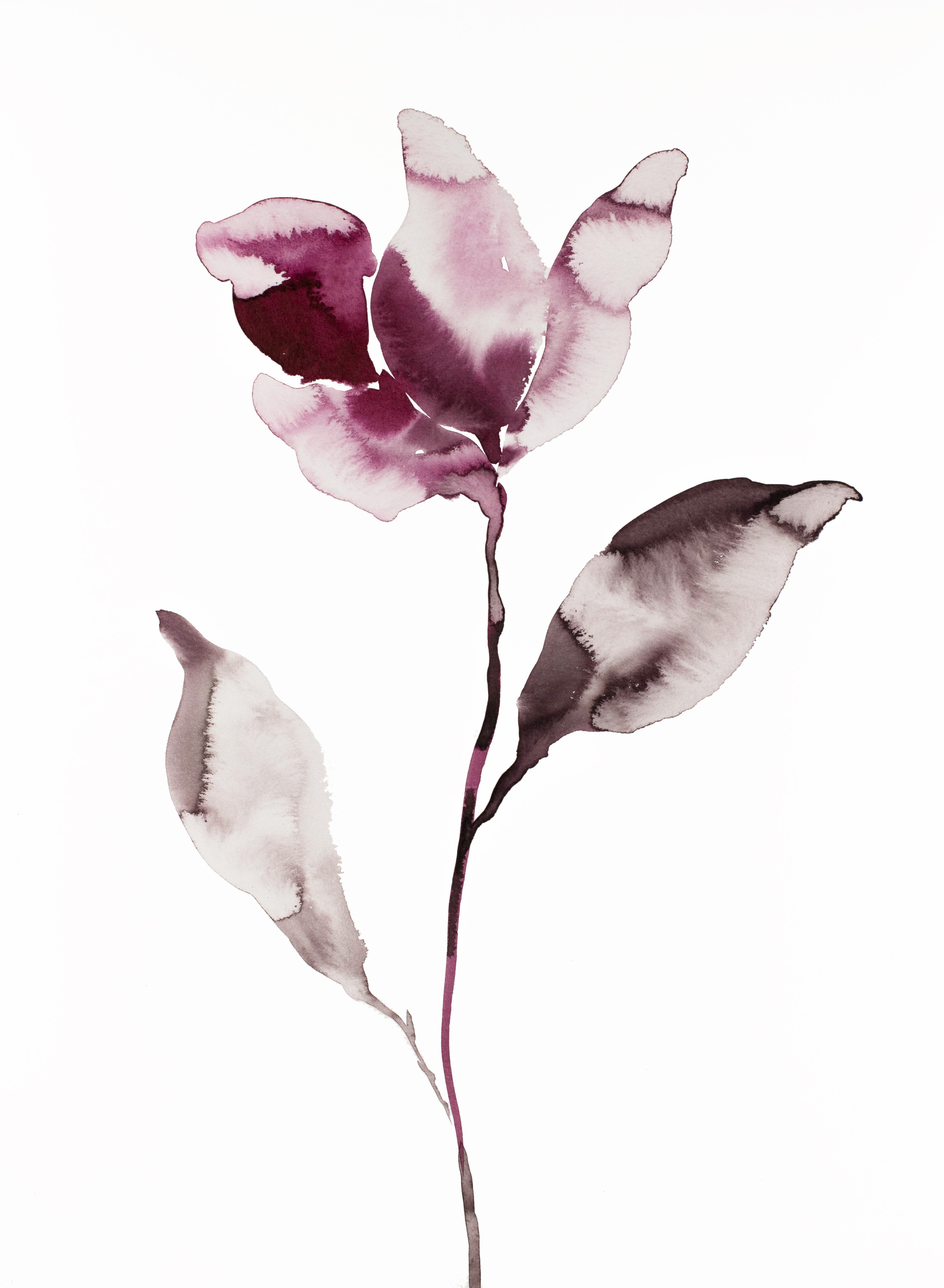 Elizabeth Becker, Magnolia No. 45 Elizabeth Becker, Magnolia No. 45