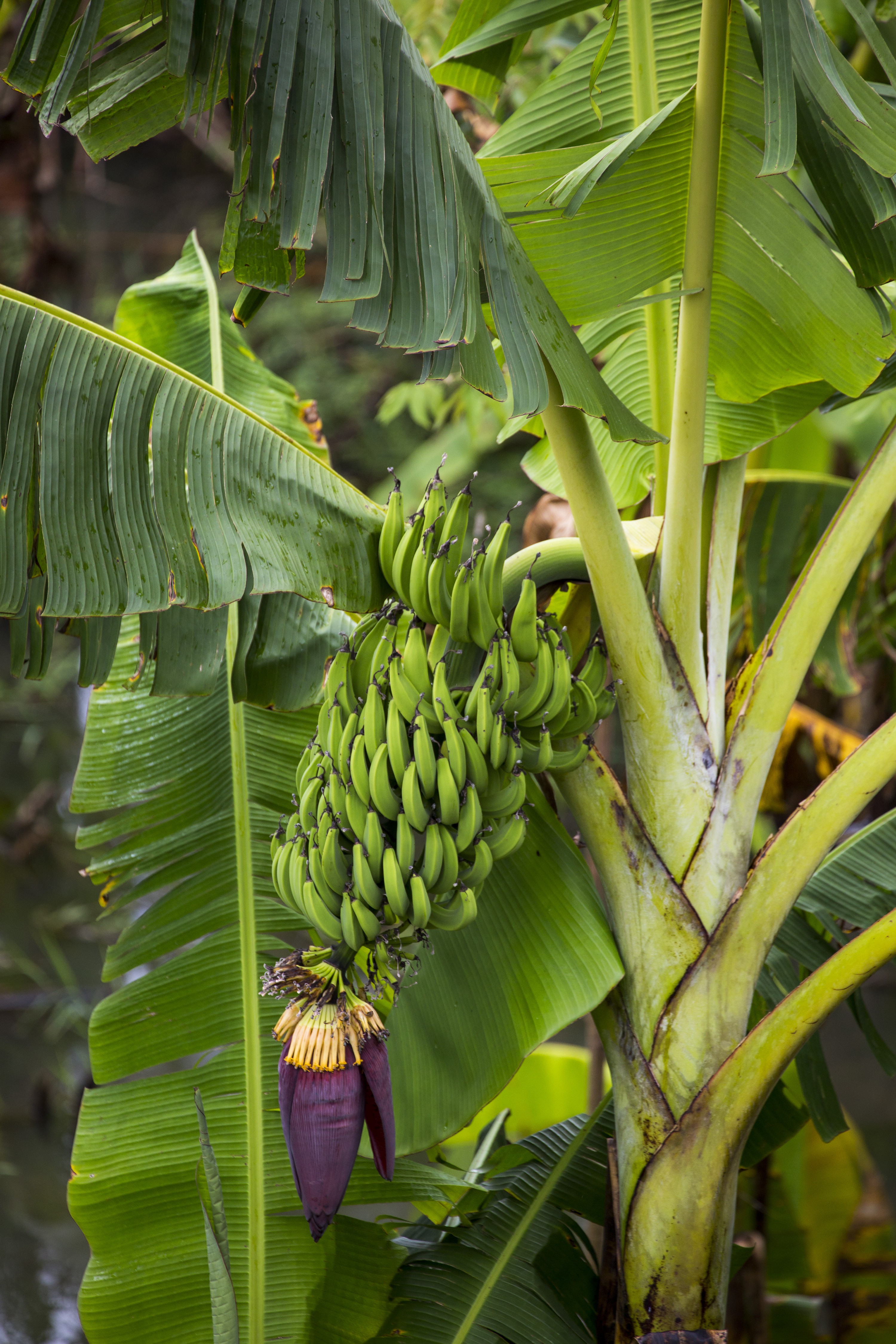Anthony Horth, Bananas Anthony Horth, Bananas