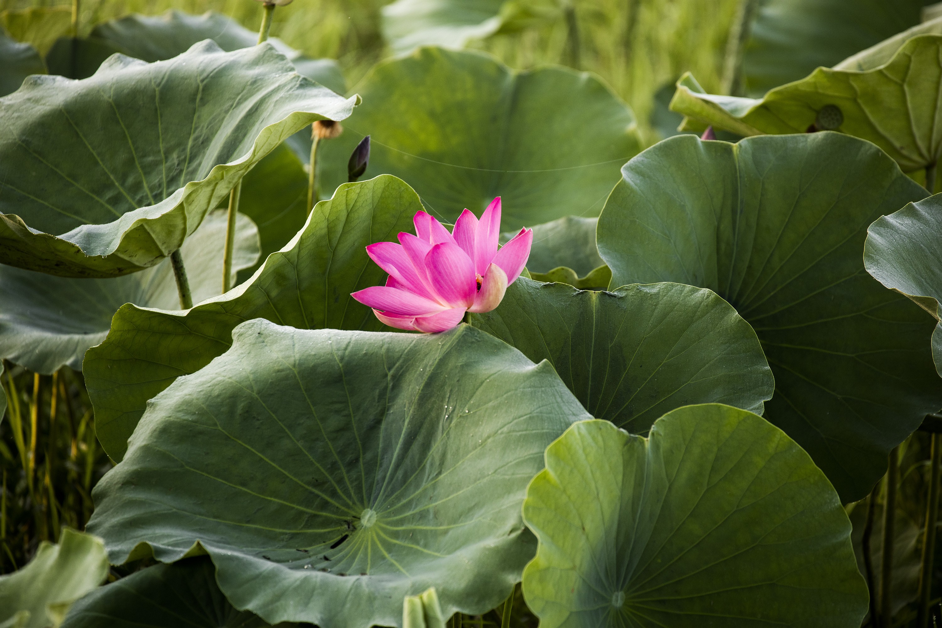 Anthony Horth, Lotus sublime Anthony Horth, Lotus sublime