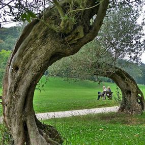 Photography, Armonía en verde, Tere Duro