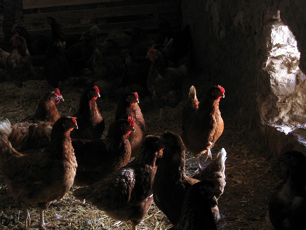 Tere Duro, Gallinas Tere Duro, Gallinas