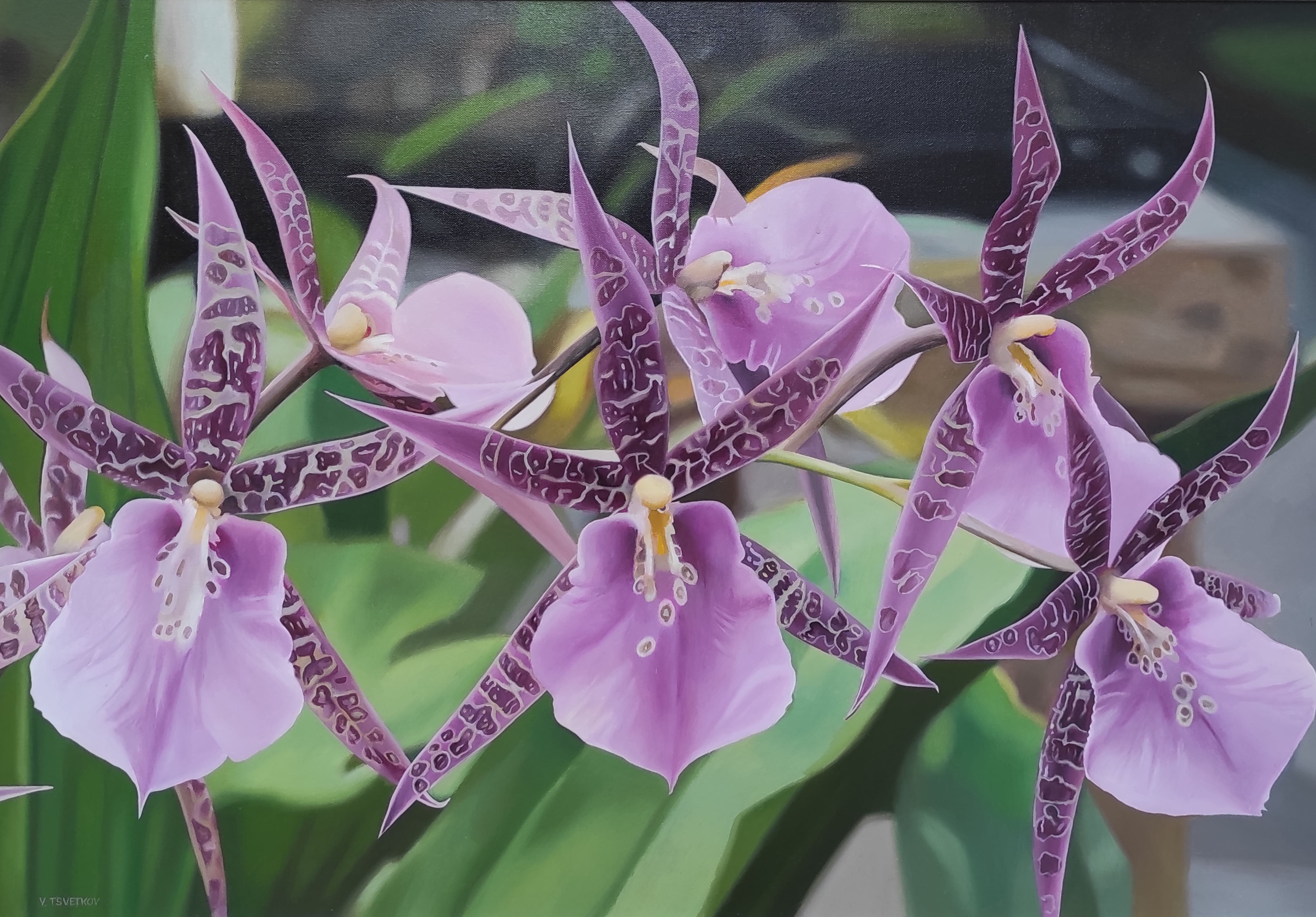 Valeri Tsvetkov, Orchids Valeri Tsvetkov, Orchids