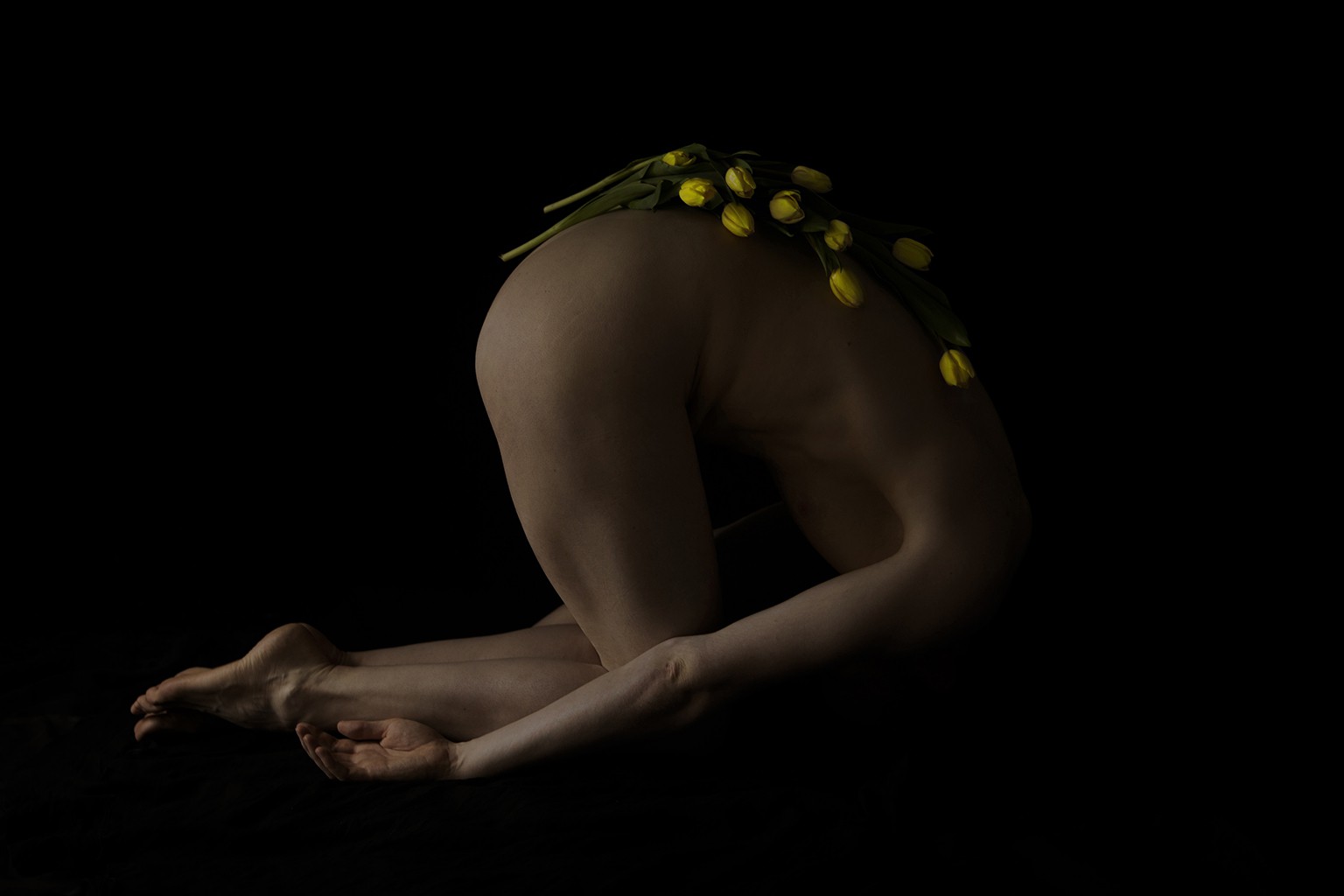 Ricky Cohete, Tulip. From the Viva series Ricky Cohete, Tulip. From the Viva series