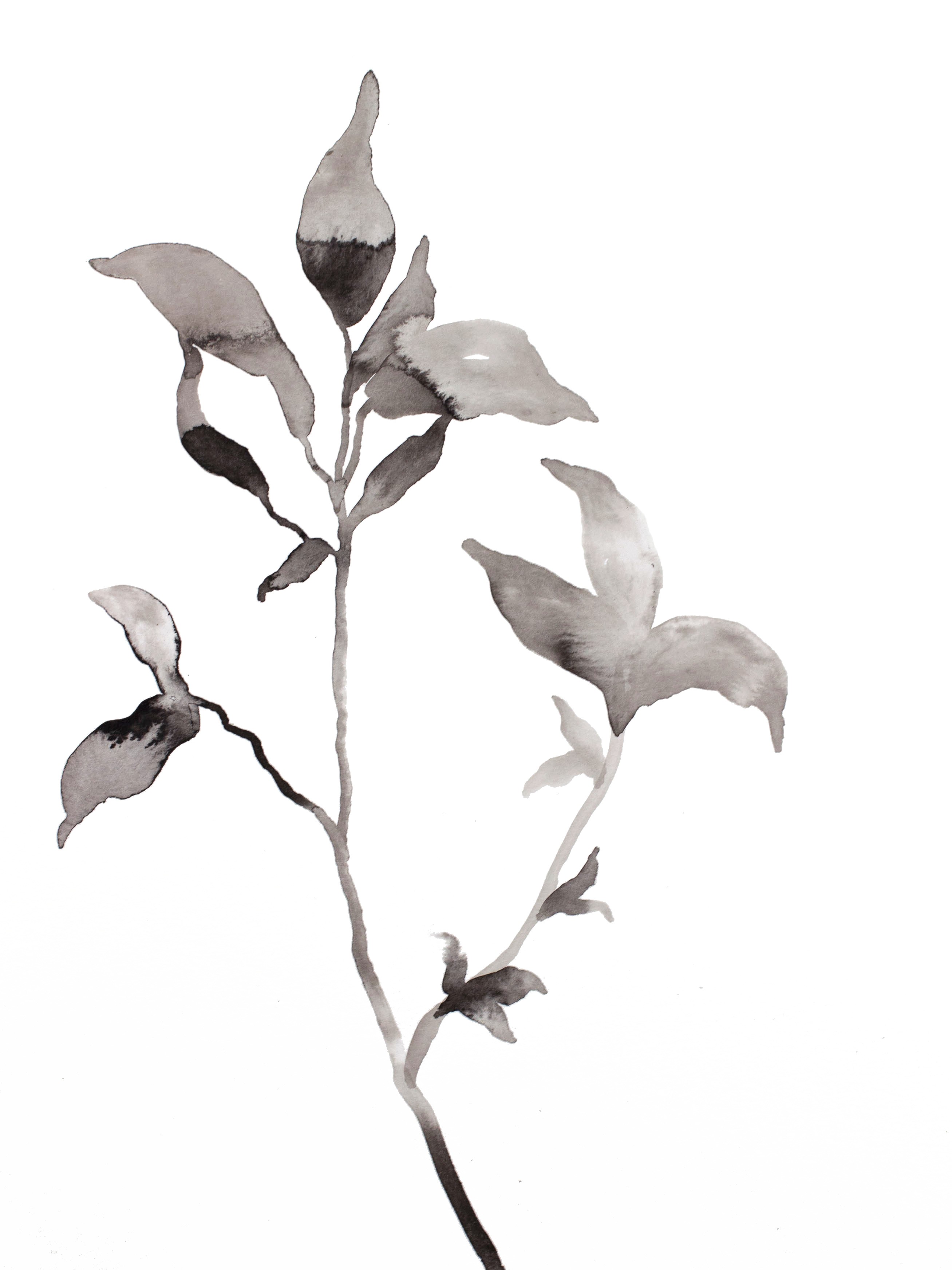 Elizabeth Becker, Plant Study No. 106 Elizabeth Becker, Plant Study No. 106