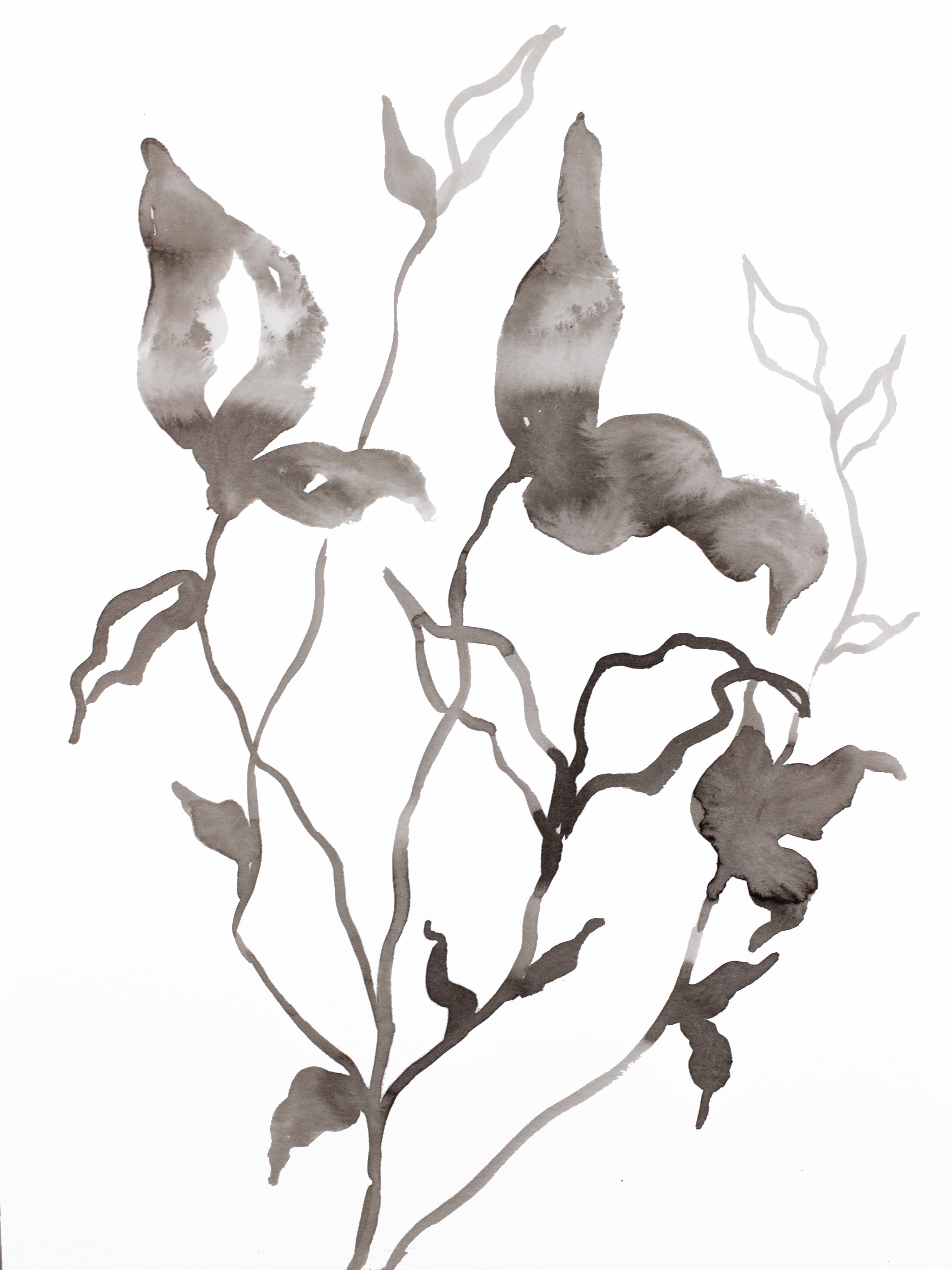 Elizabeth Becker, Plant Study No. 107 Elizabeth Becker, Plant Study No. 107