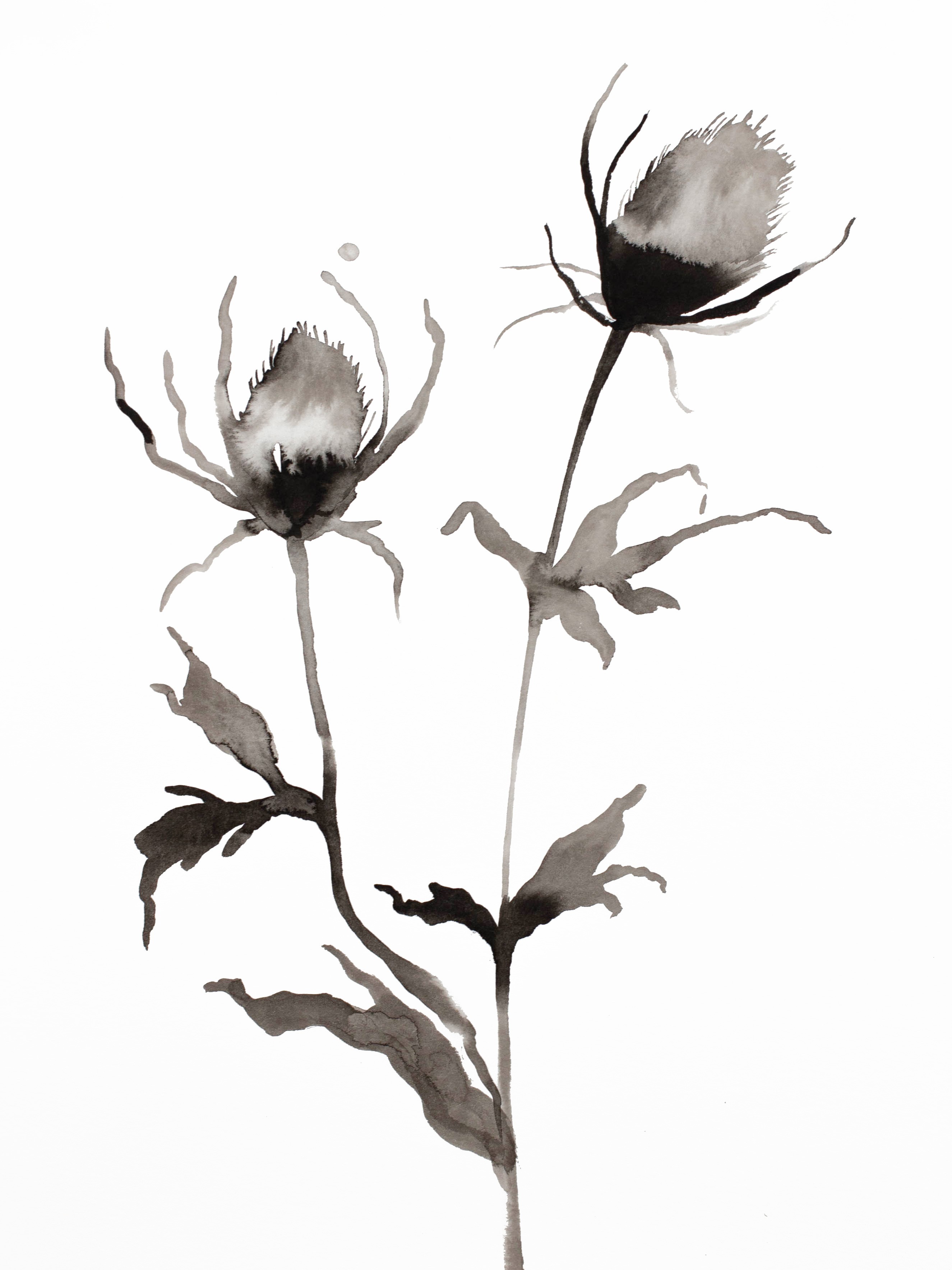 Elizabeth Becker, Thistle No. 2 Elizabeth Becker, Thistle No. 2