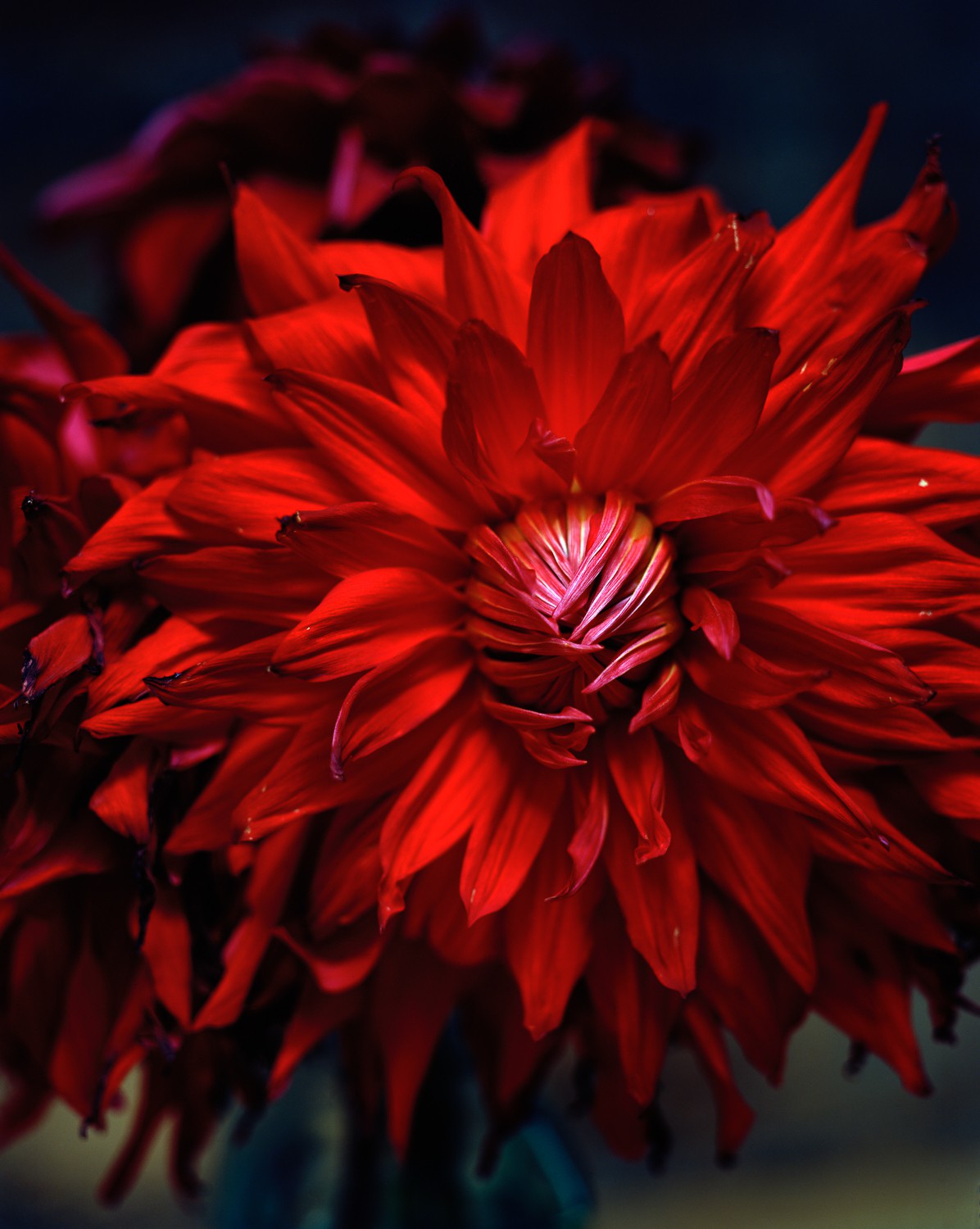 Miguel Winograd, Dahlia, Pigment print Miguel Winograd, Dahlia, Pigment print