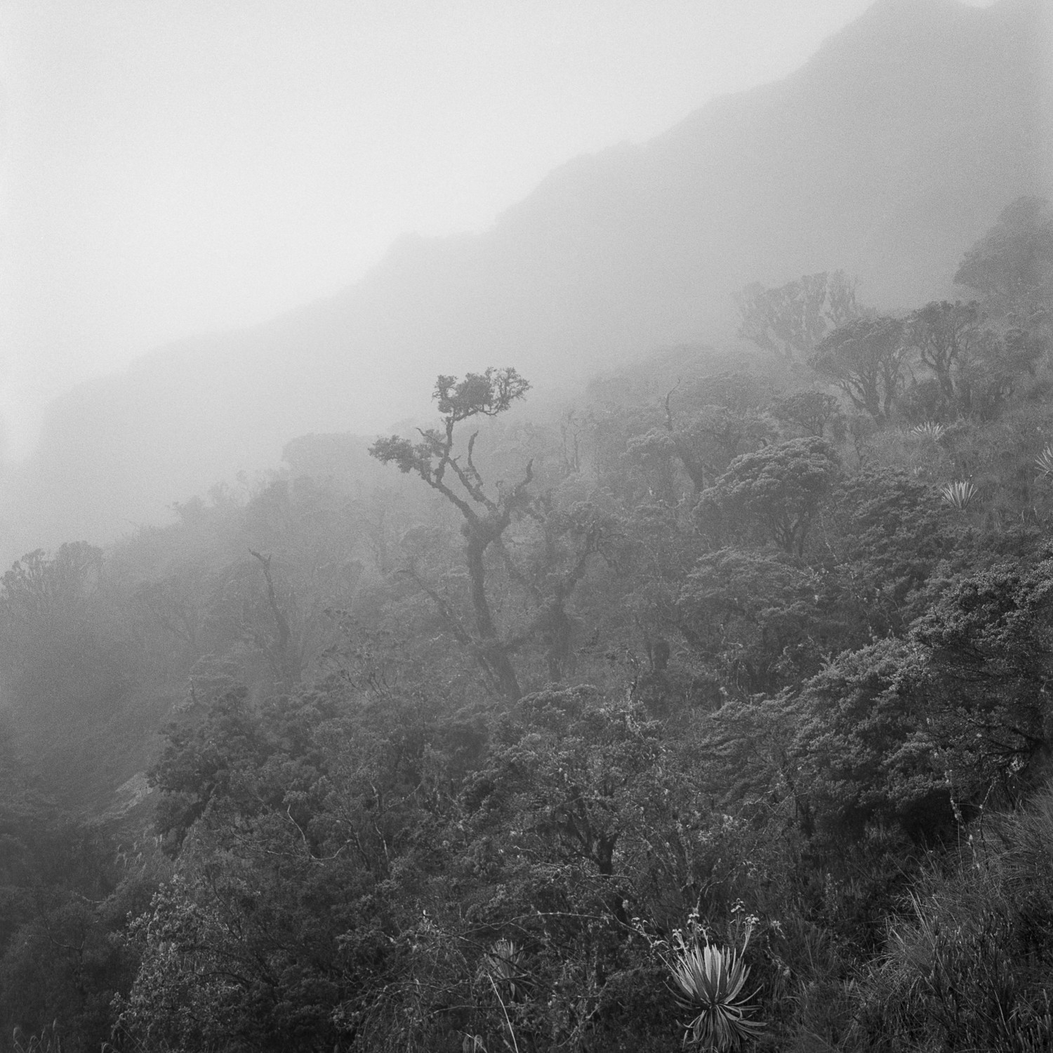 Miguel Winograd, Árbol Niebla Chingaza, Pigment Prints Miguel Winograd, Árbol Niebla Chingaza, Pigment Prints