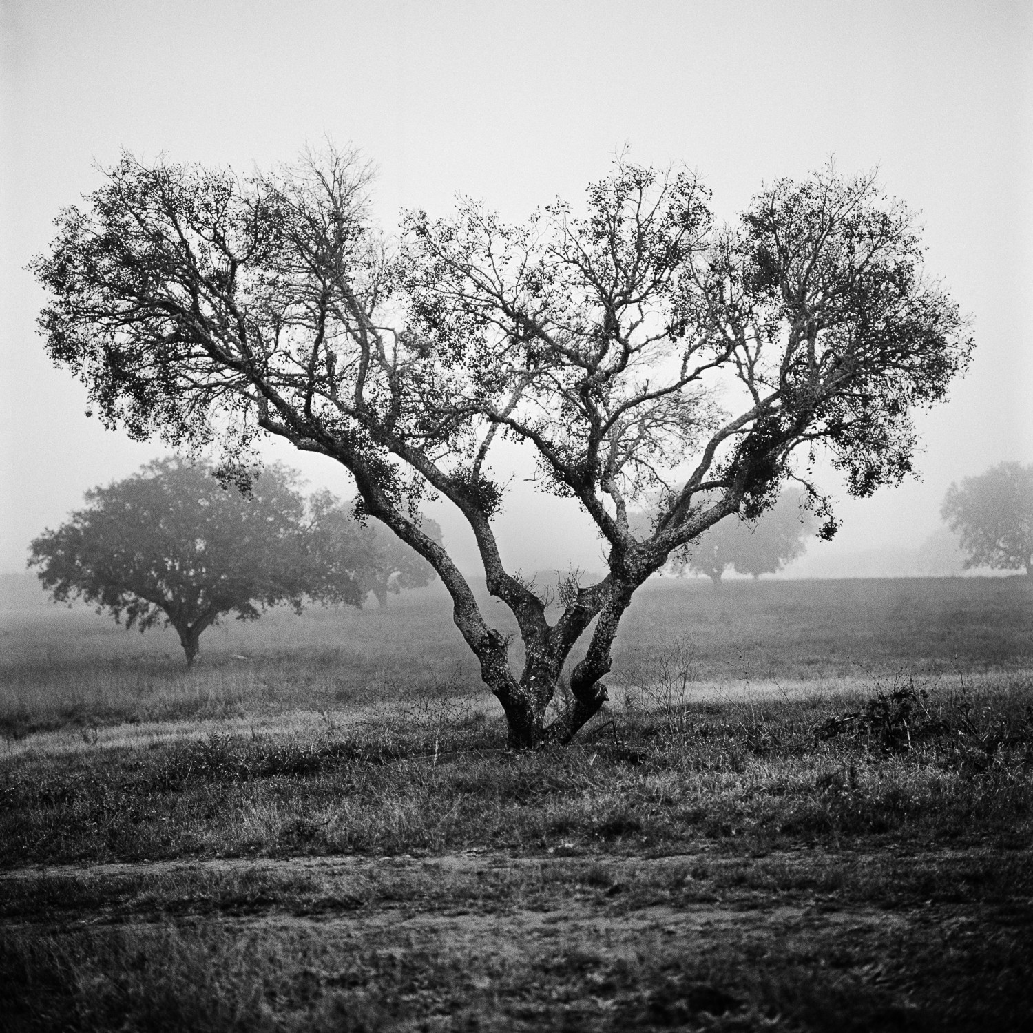 Miguel Winograd, Alcornoque Evora, Pigment Prints Miguel Winograd, Alcornoque Evora, Pigment Prints