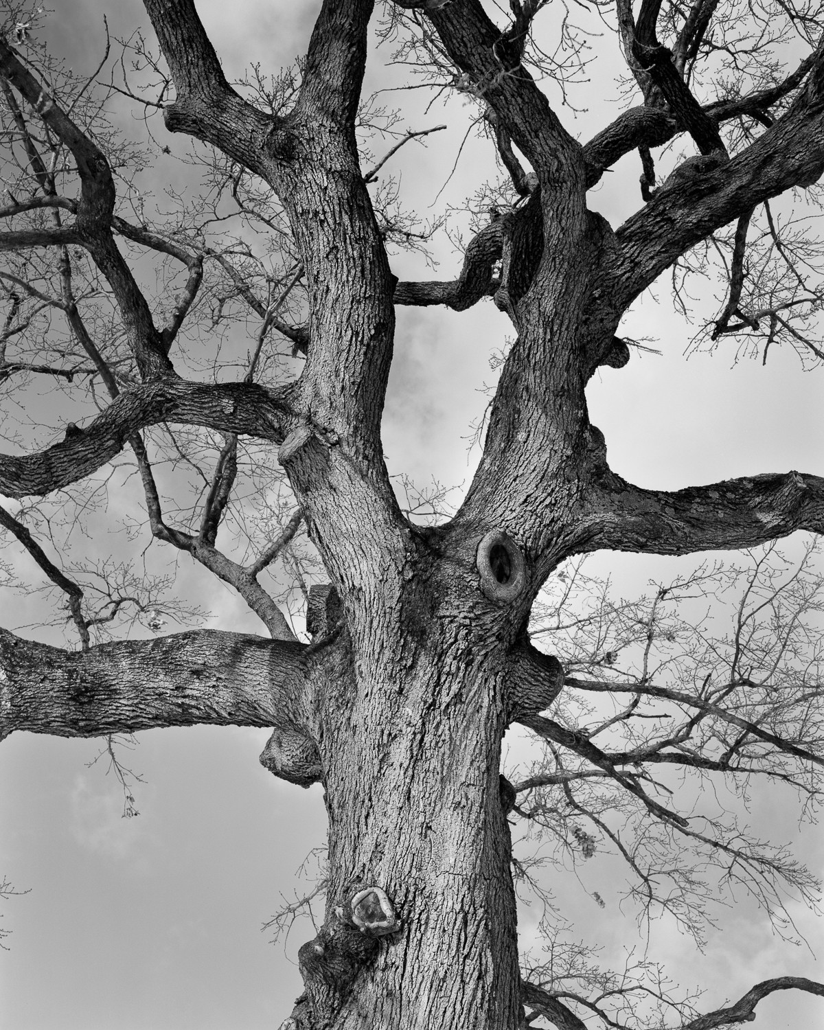 Miguel Winograd, Brooklyn, Pigment Prints Miguel Winograd, Brooklyn, Pigment Prints