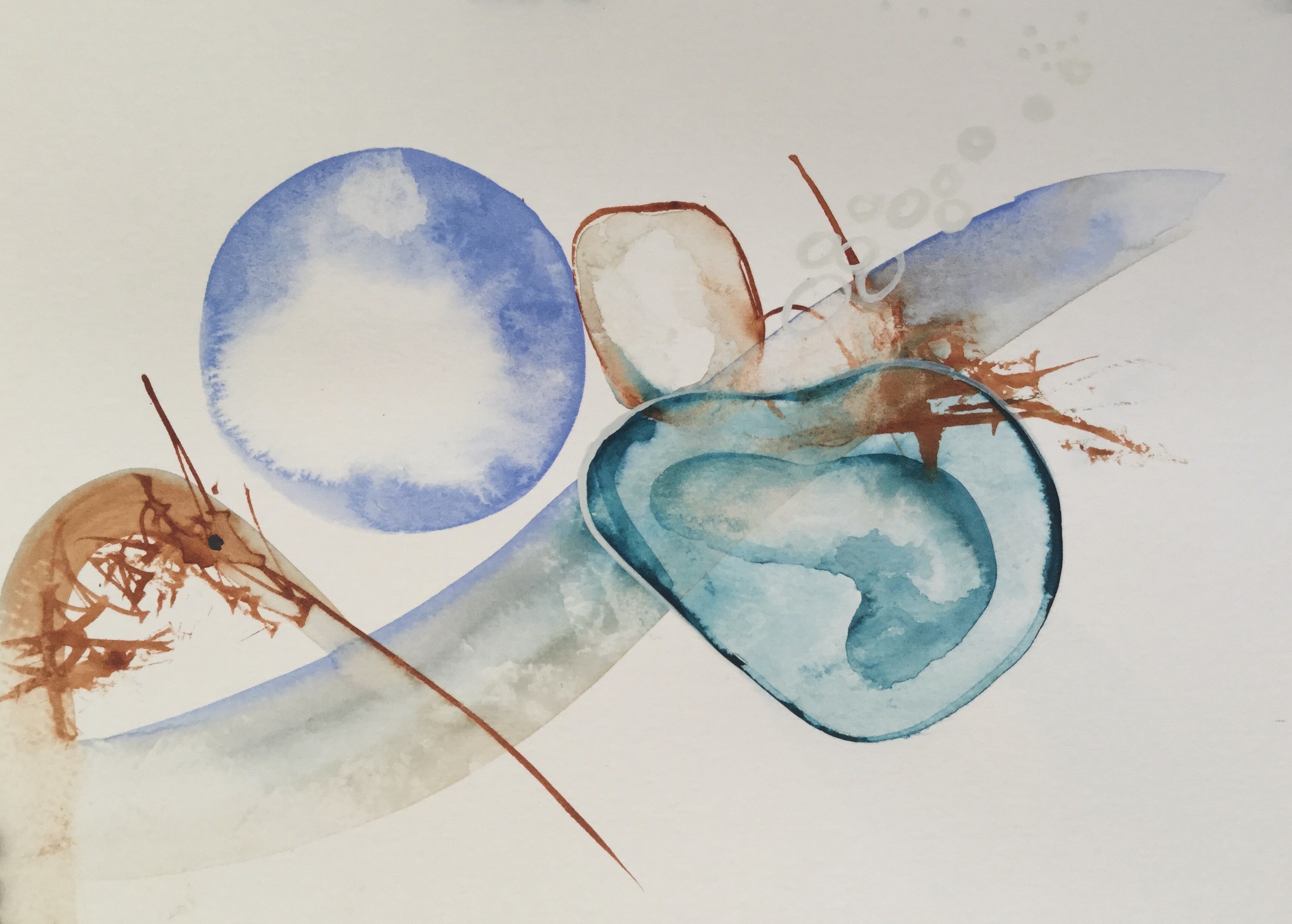 Viktoria Ganhao, Shrimp´s journey Viktoria Ganhao, Shrimp´s journey