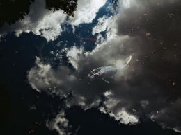 Photographie, Koi 1, Fabrizio Alzati