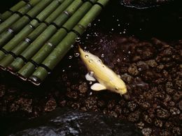 Photographie, Koi 3, Fabrizio Alzati