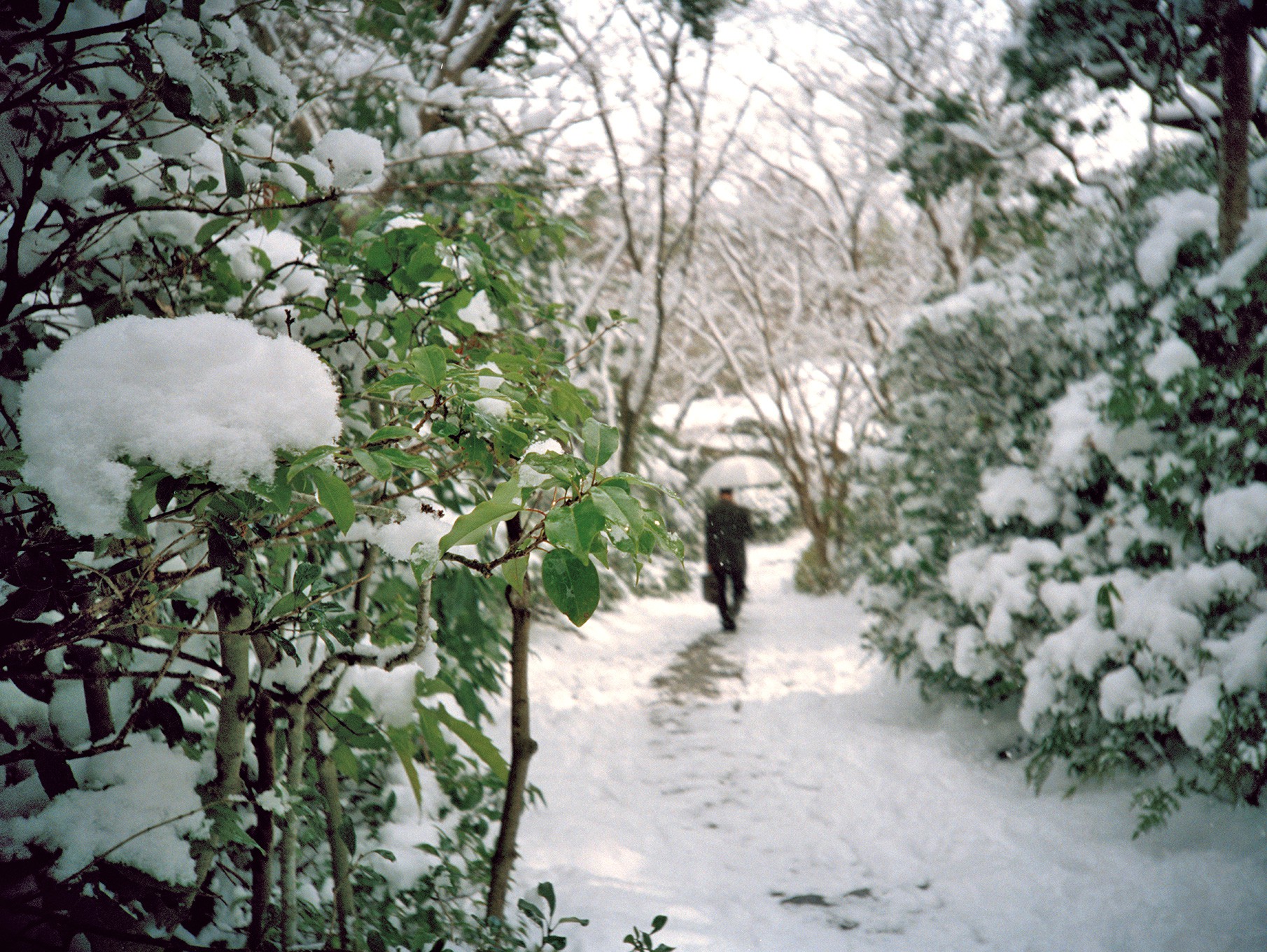 Fabrizio Alzati, Morning Snowfall Fabrizio Alzati, Morning Snowfall