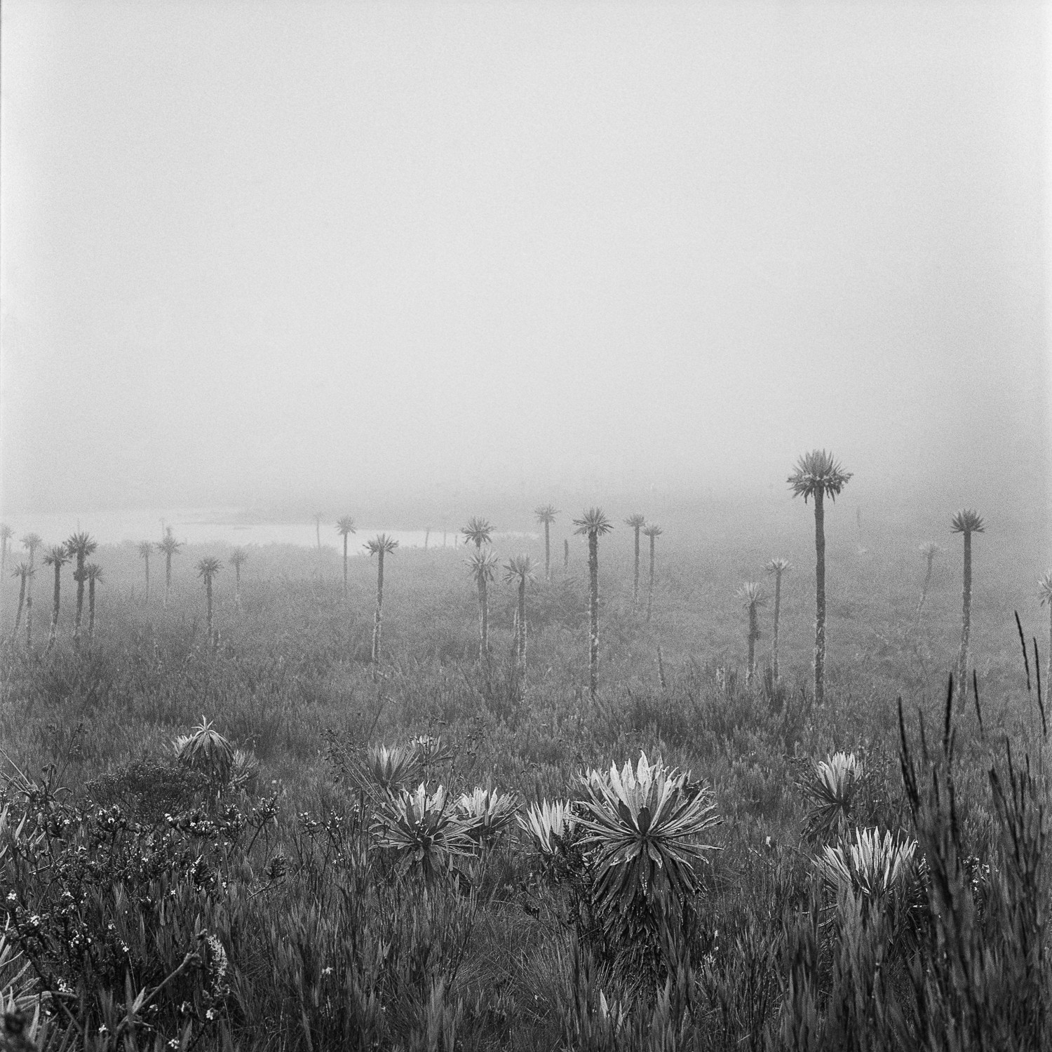 Miguel Winograd, Lagunas de Buitrago Chingaza, Pigment Prints Miguel Winograd, Lagunas de Buitrago Chingaza, Pigment Prints