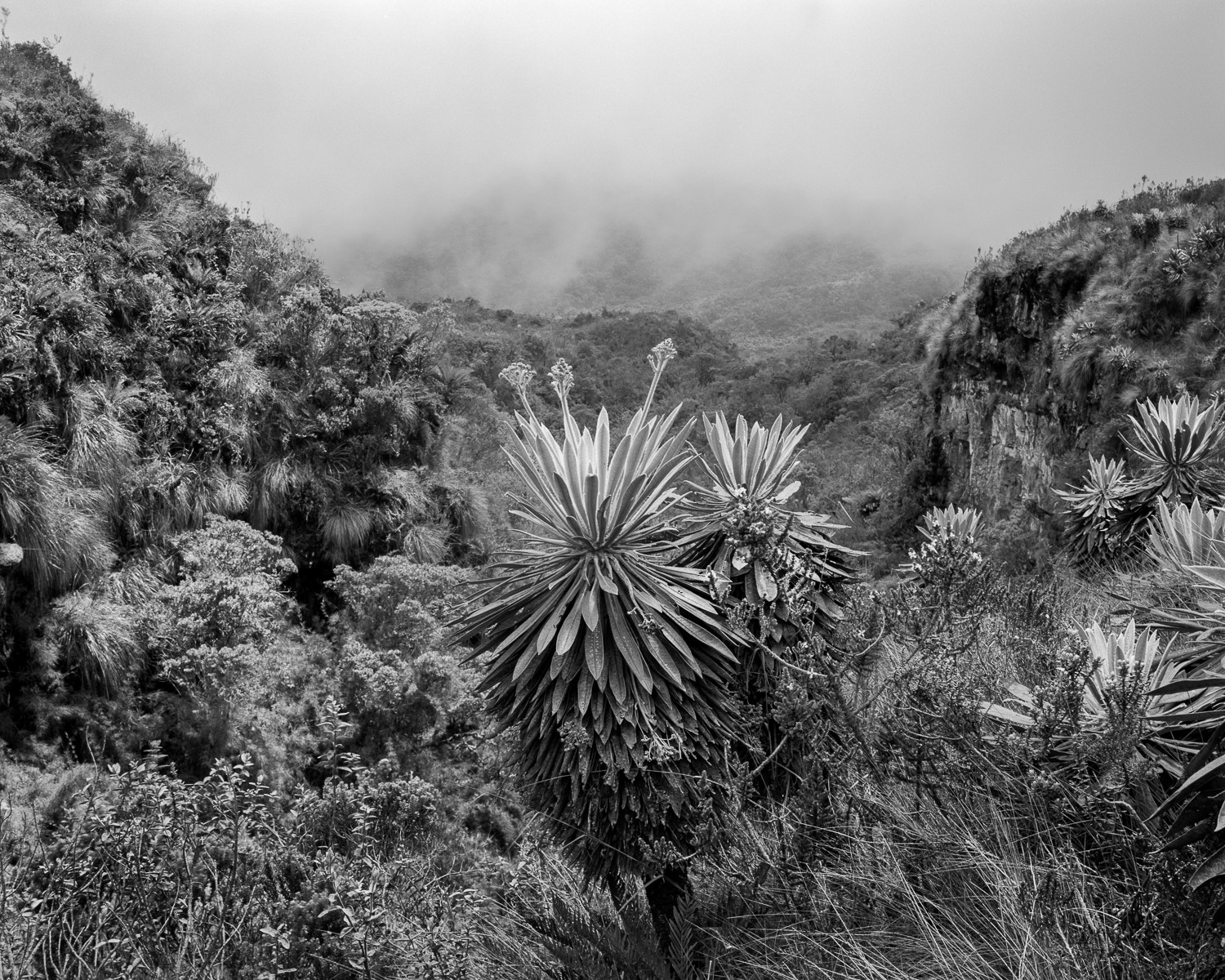Miguel Winograd, Frailejones el Verjón, Pigment Prints Miguel Winograd, Frailejones el Verjón, Pigment Prints