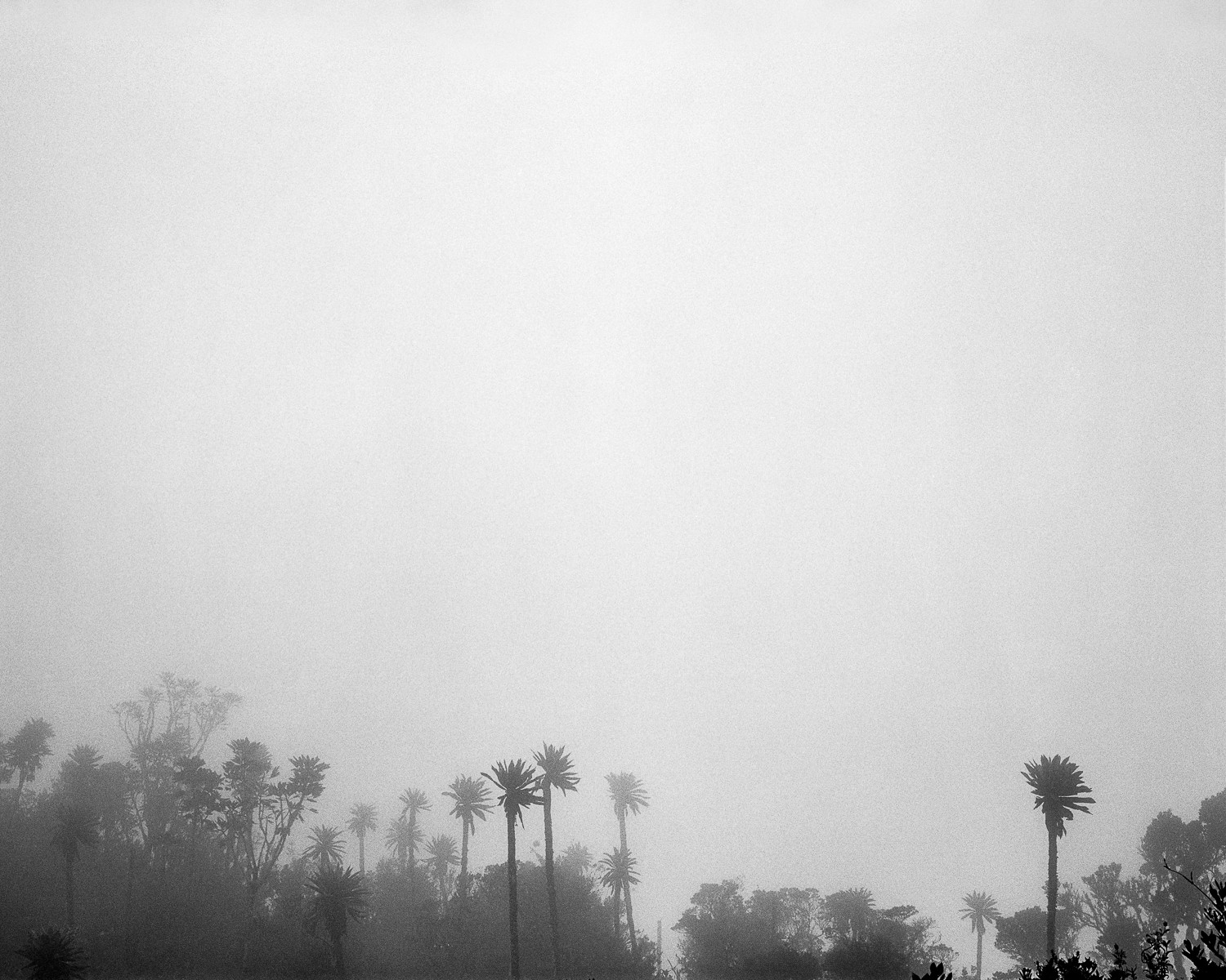 Miguel Winograd, El Palmar (Chingaza), Pigment Prints Miguel Winograd, El Palmar (Chingaza), Pigment Prints