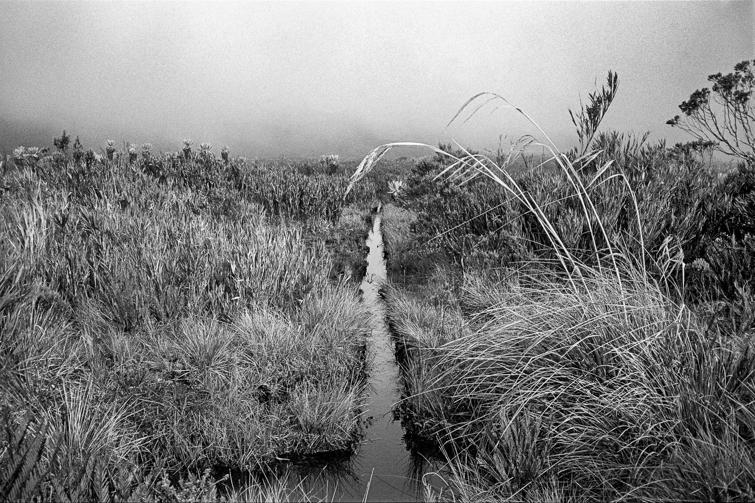 Miguel Winograd, Canal Páramo de las papas, Pigment Prints Miguel Winograd, Canal Páramo de las papas, Pigment Prints
