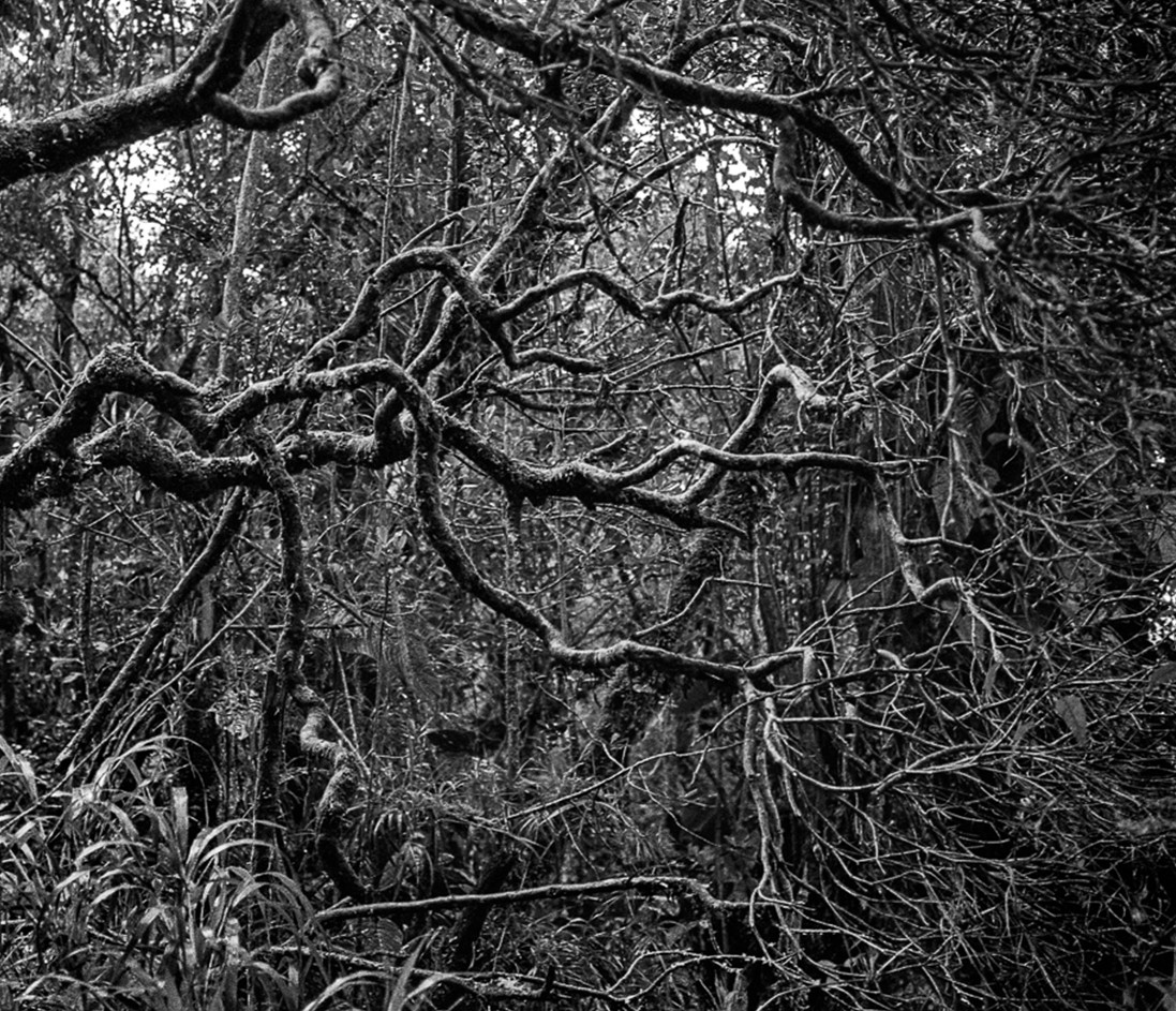 Miguel Winograd, Selva Oscura Macizo Colombiano, Pigment Prints Miguel Winograd, Selva Oscura Macizo Colombiano, Pigment Prints